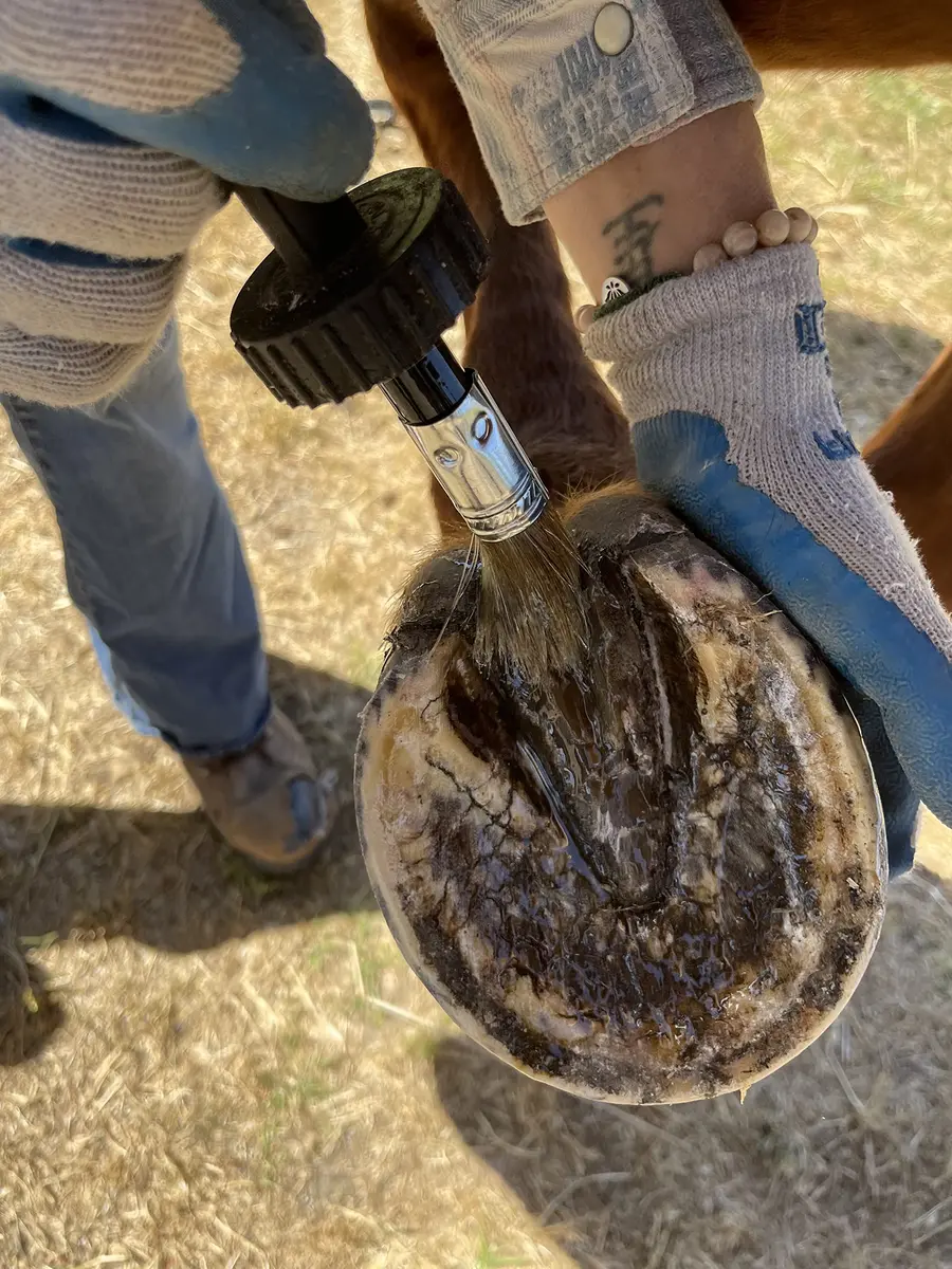 Pure Sole Hoof Oil - All Natural Horse Hoof Conditioner with Brush Applicator 16 fl oz | Strengthens & Moisturizes Hooves - view 10