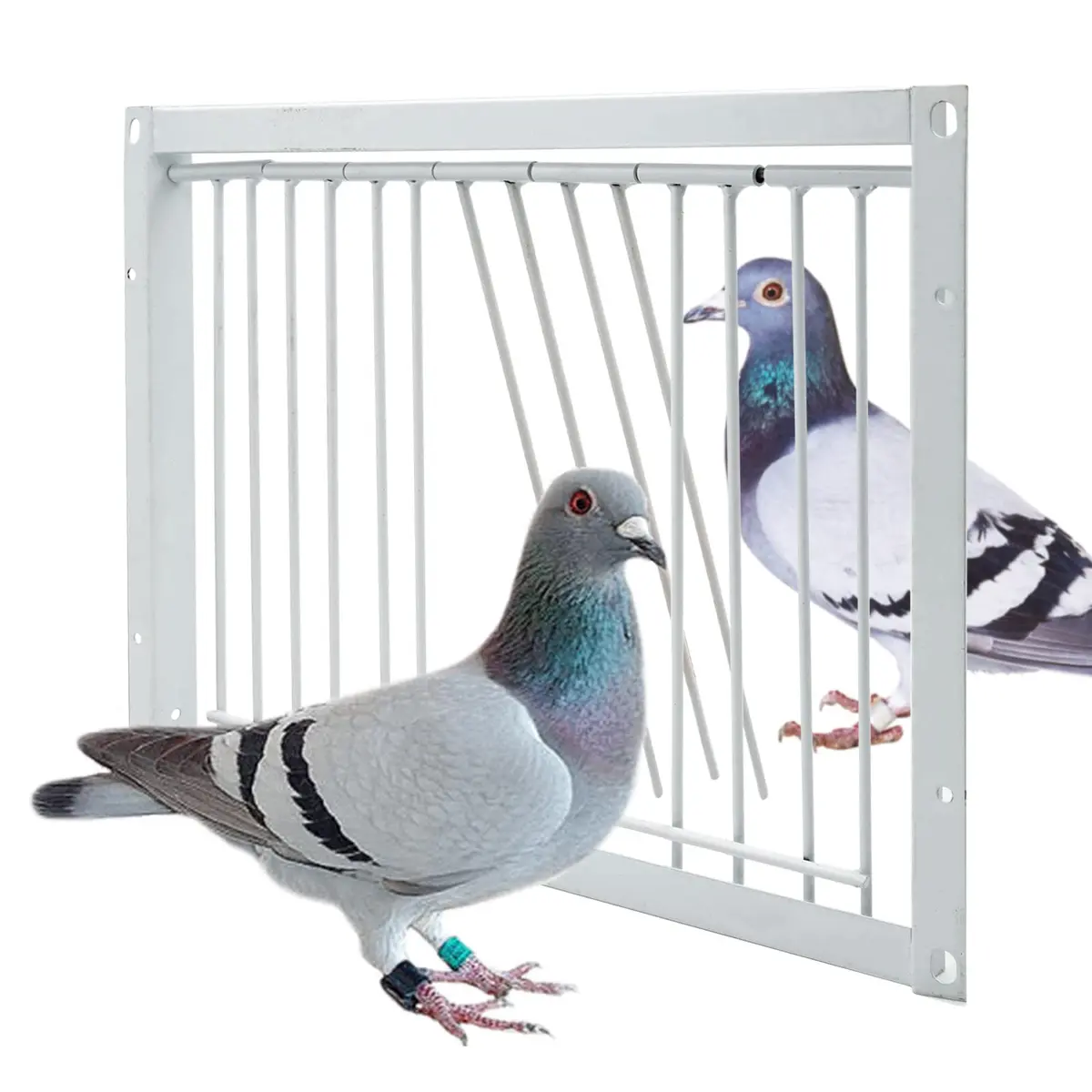 OIXXAF Pigeon Door Entrance 30cm (11.8in) x 26cm (10.2in) | One-Way Entry for Racing Pigeon Cages - main product image