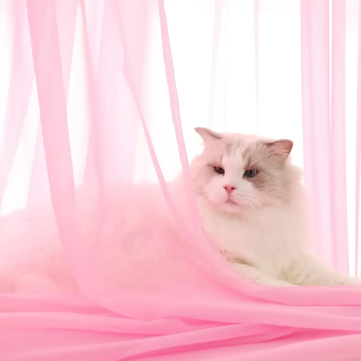 PHILEASY Pink Sheer Curtains 63" Long - Pack of 2 Light-Filtering Rod Pocket Panels - view 2
