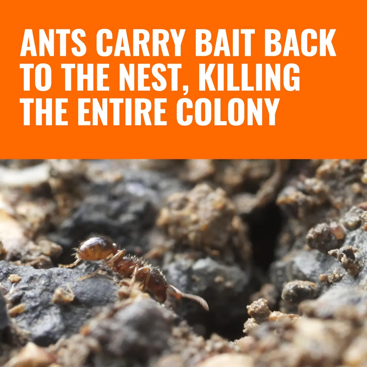 Terro Pesticide Liquid Ant Bait Killer & Trap - 8 Bait Stations | Kills Household Ants - view 4