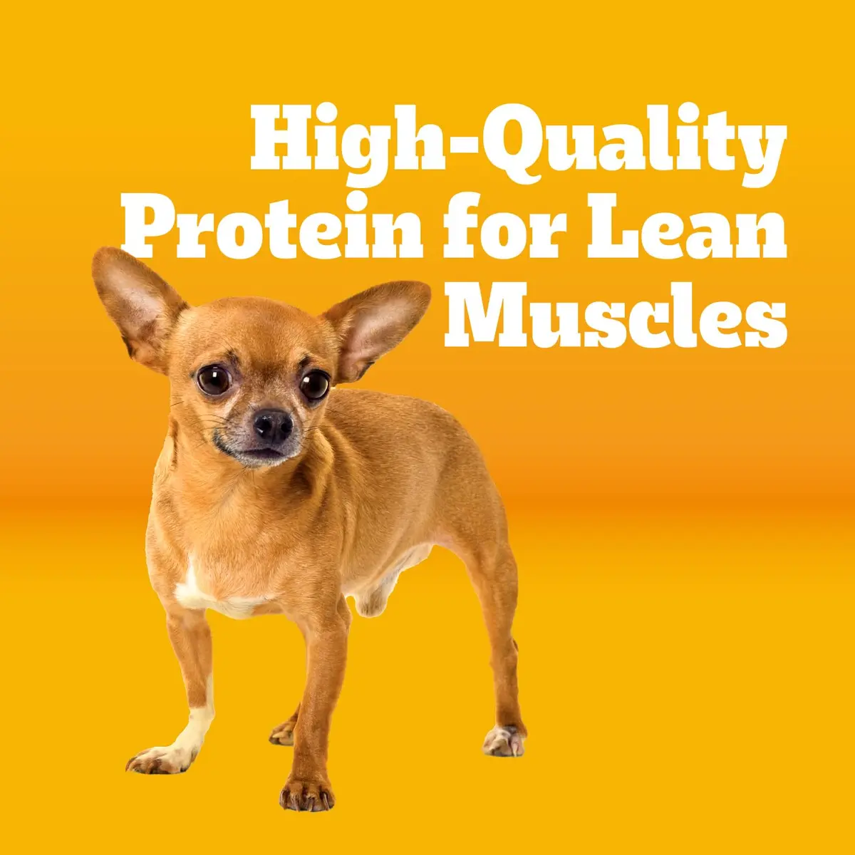 Pedigree Small Dogs Dry Dog Food Roasted Chicken & Vegetable 14 lb | Supports Daily Vitality & Digestion - view 2