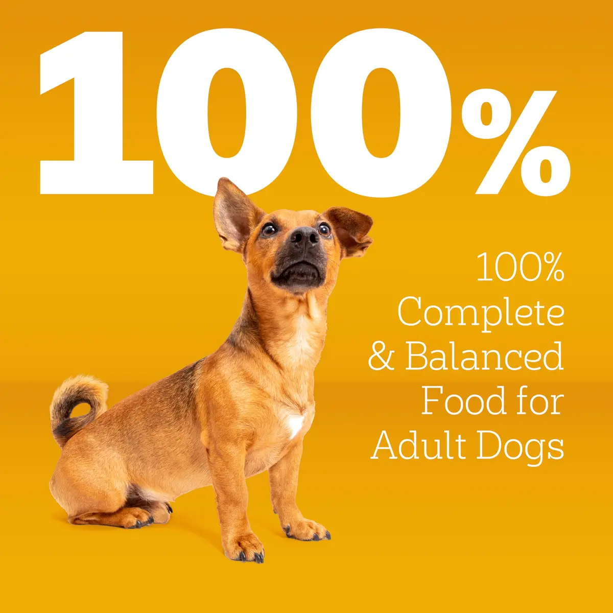 Pedigree Small Dogs Dry Dog Food Roasted Chicken & Vegetable 14 lb | Supports Daily Vitality & Digestion - view 3