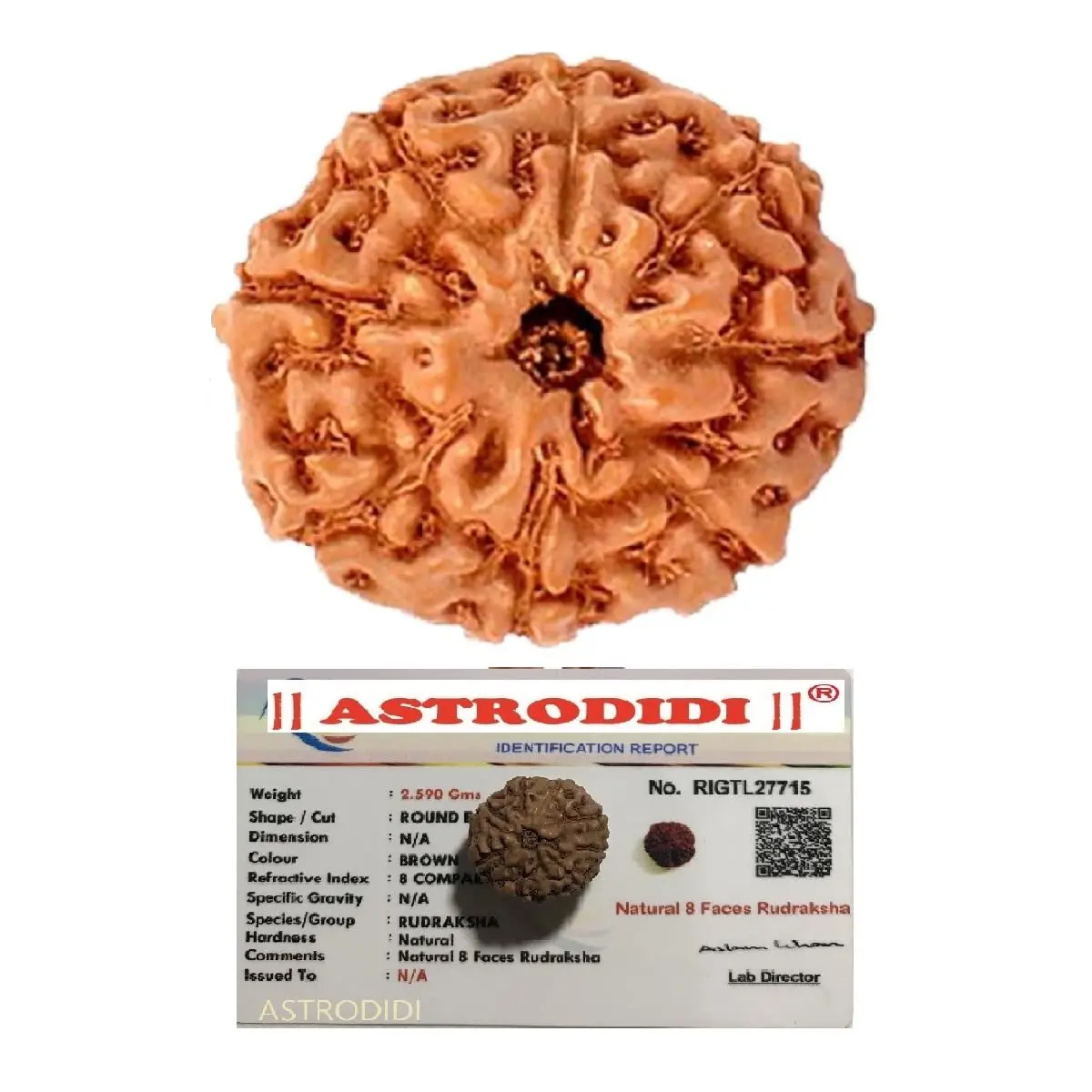 ASTRODIDI 8 Mukhi Java Rudraksha Small Size Lab Certified | Round Brown Rudraksha for Men - main product image