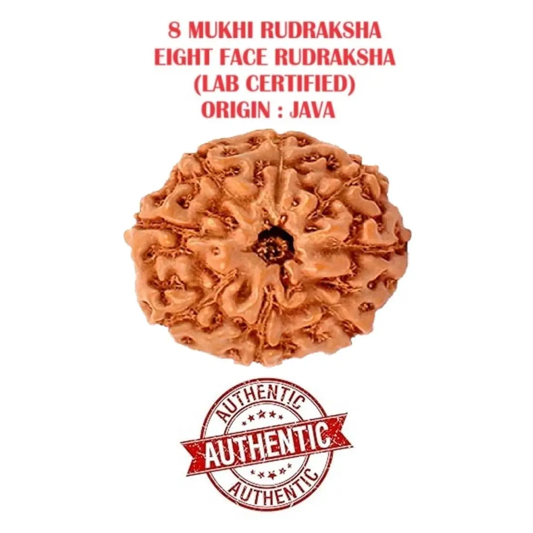 ASTRODIDI 8 Mukhi Java Rudraksha Small Size Lab Certified | Round Brown Rudraksha for Men - view 2