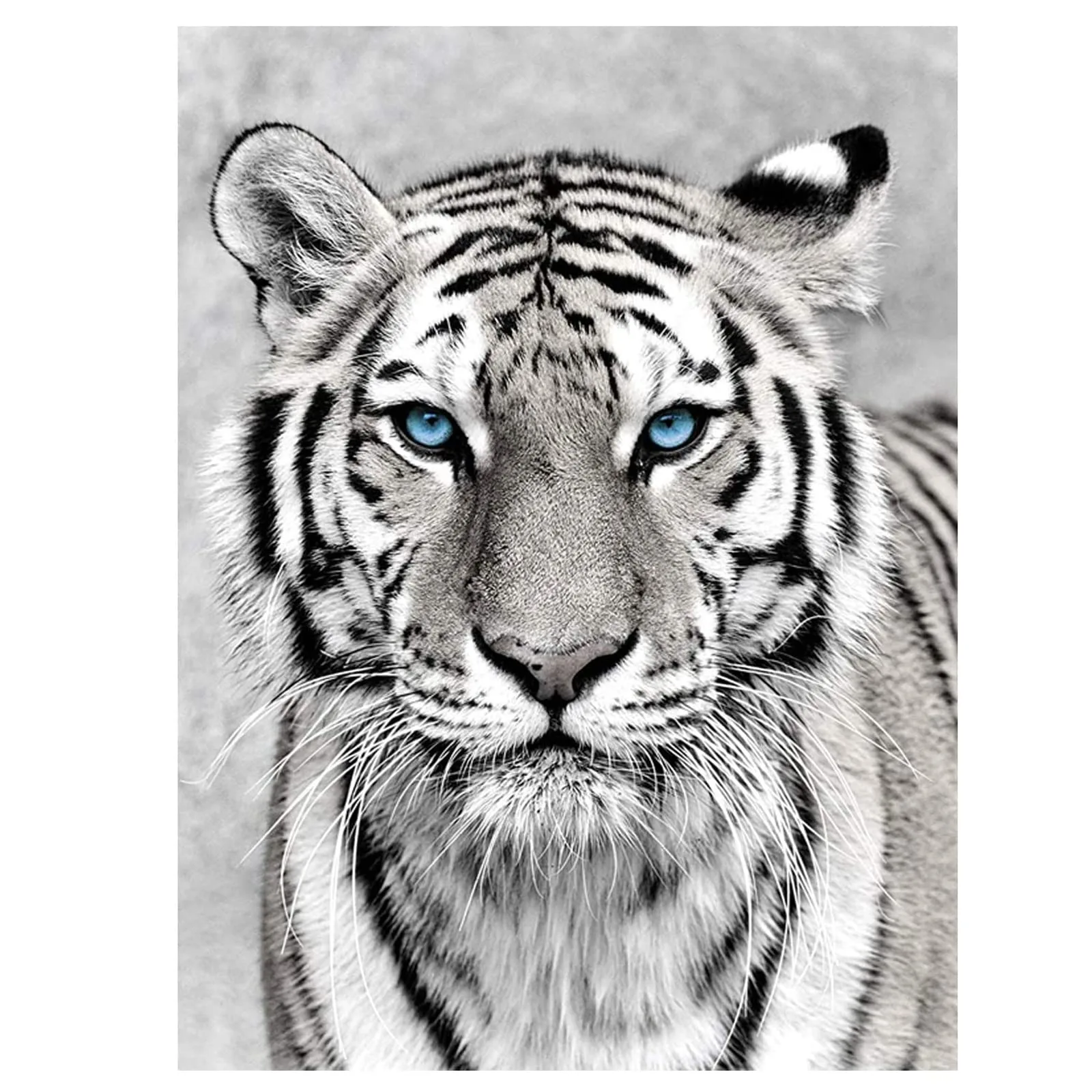 Diamond Painting Kits & Accessories