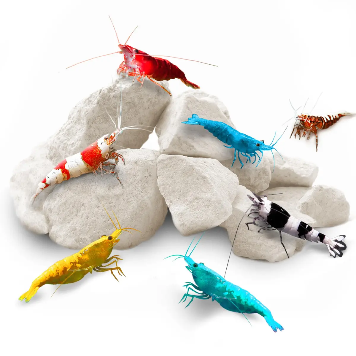 SunGrow Shrimp Rocks for Aquarium, 120g (4.23 oz) | Calcium Stones for Shrimp, Snails, Crabs & Crayfish - main product image