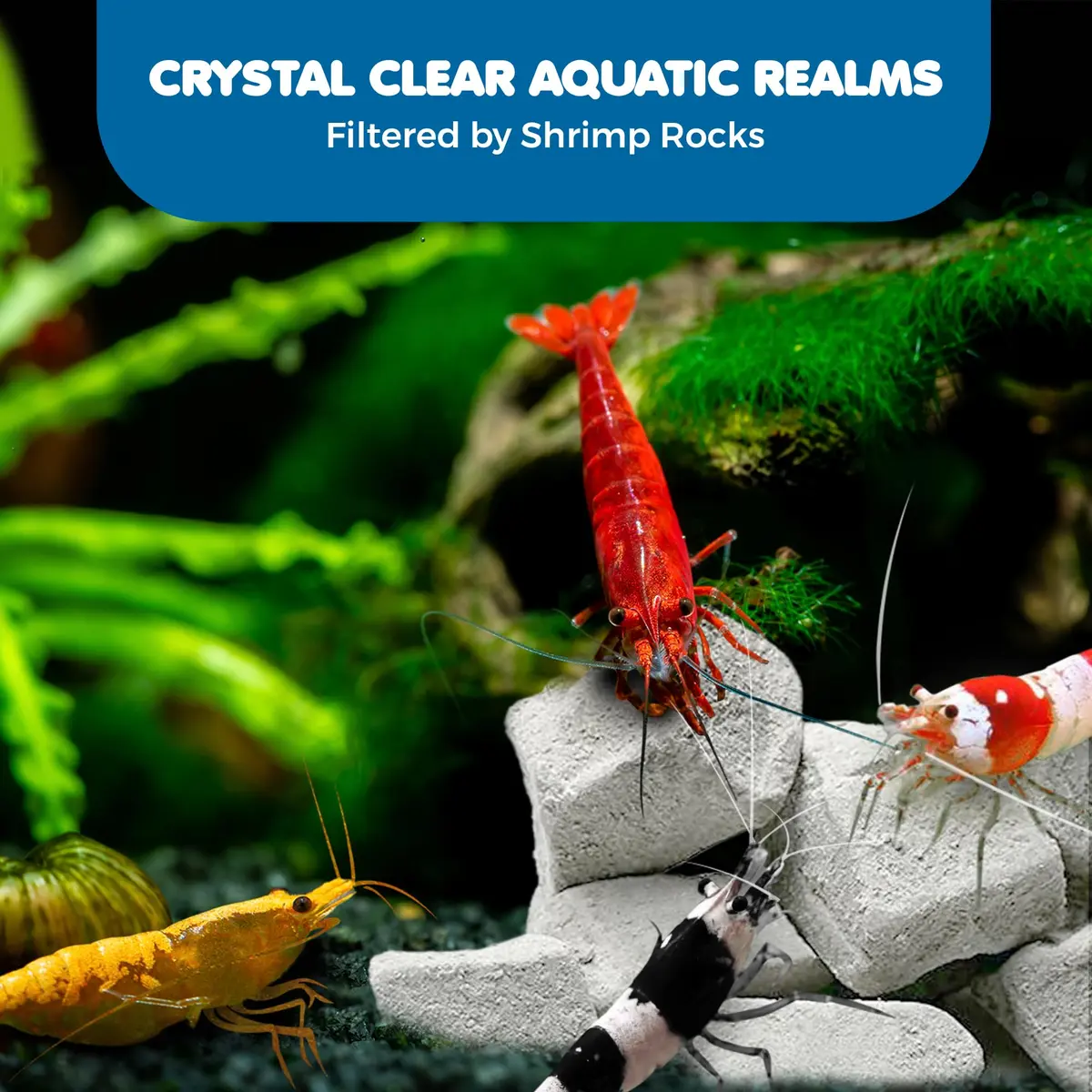 SunGrow Shrimp Rocks for Aquarium, 120g (4.23 oz) | Calcium Stones for Shrimp, Snails, Crabs & Crayfish - view 5