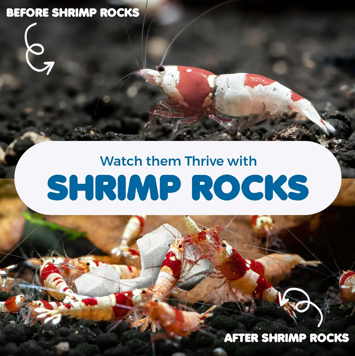 SunGrow Shrimp Rocks for Aquarium, 120g (4.23 oz) | Calcium Stones for Shrimp, Snails, Crabs & Crayfish - view 4