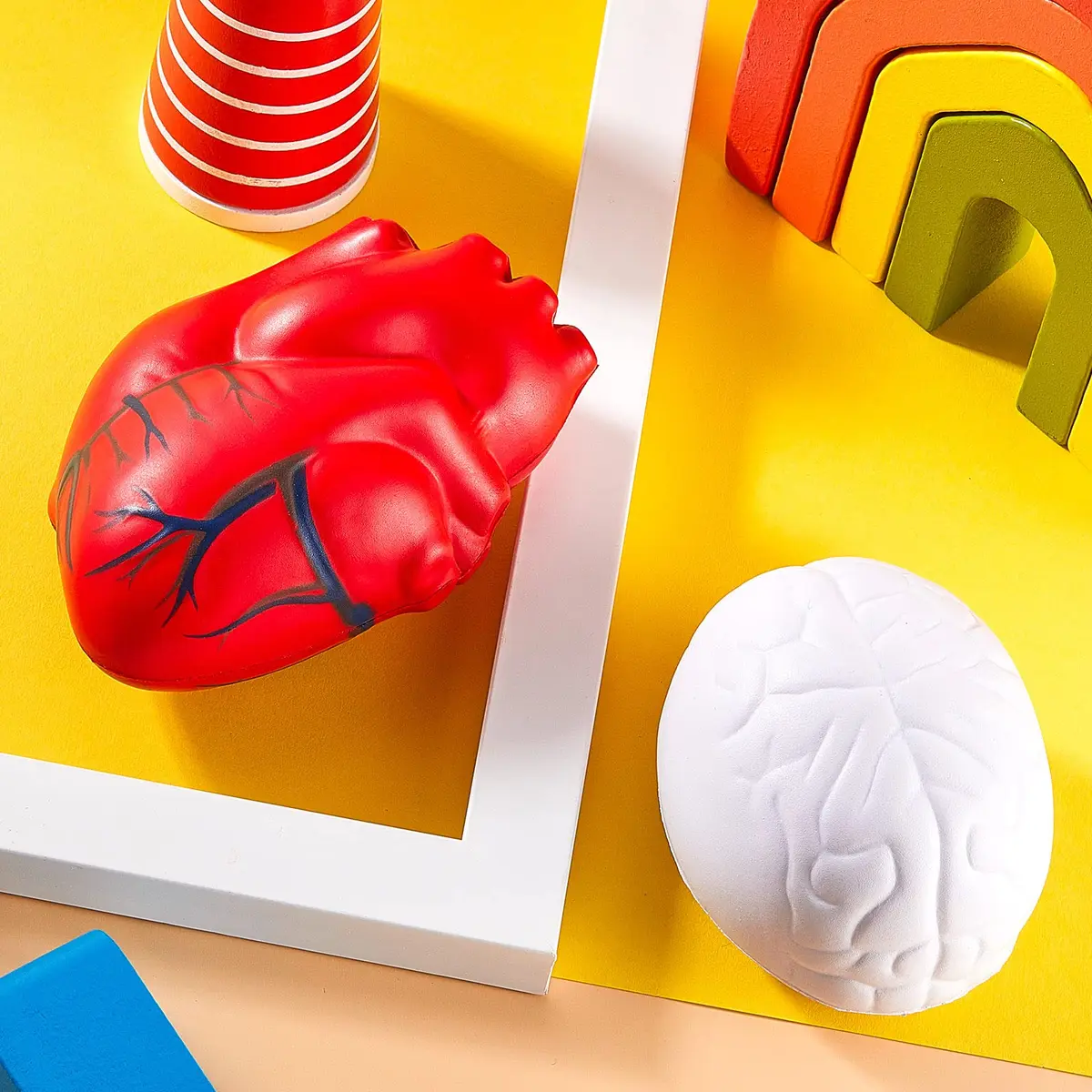 Hungdao Anatomy Heart Brain Stress Toy Set, Foam Squeeze Balls 10.9cm (4.33in) | Educational Anxiety Relief Toy - view 6