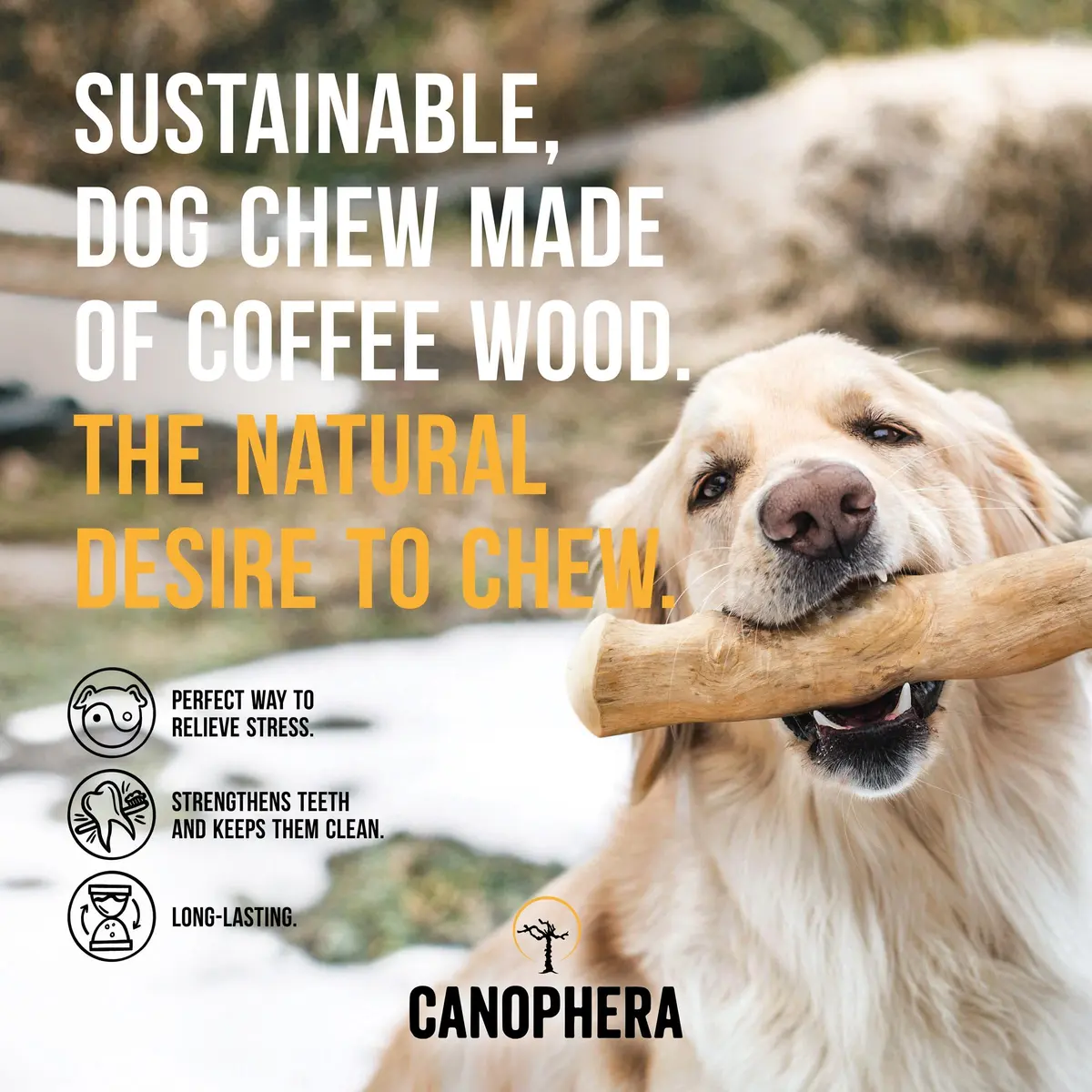 Canophera Coffee Wood Dog Chew Sticks for Regular Chewers - Size XS | Natural Stress Relief & Dental Care - view 2