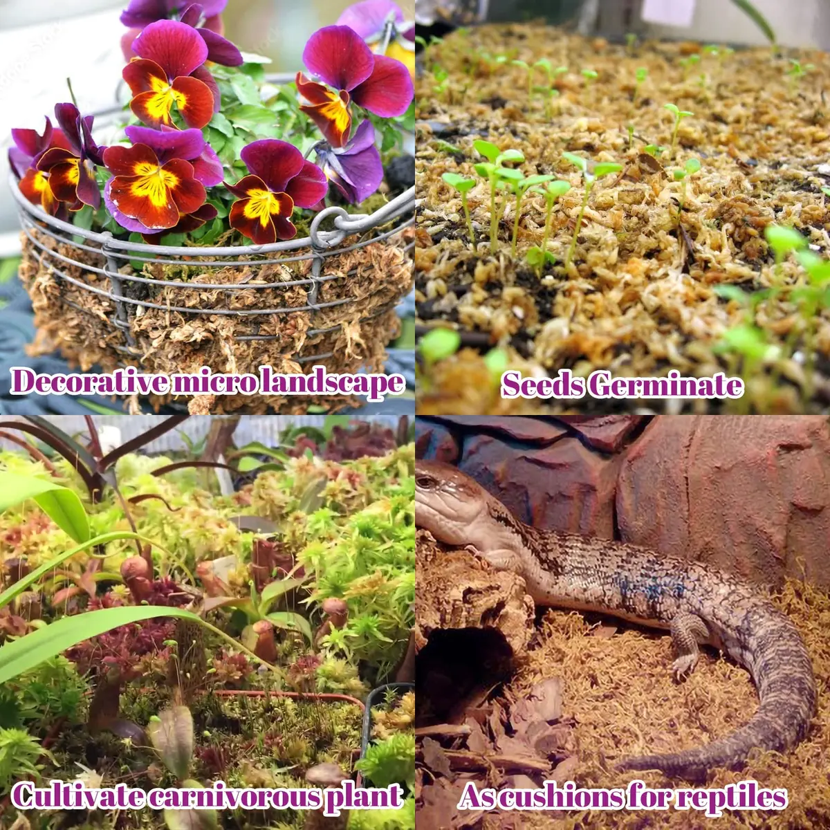 Legigo 5.3oz Sphagnum Moss for Plants | Natural Long Fibers Orchid Moss - view 5