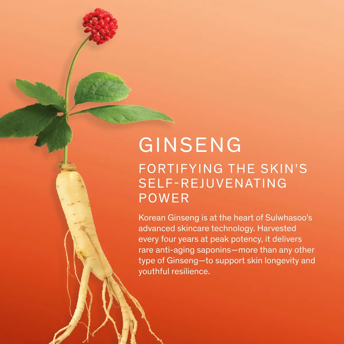 Sulwhasoo Concentrated Ginseng Rejuvenating Cream Rich | Anti-Aging Korean Face Moisturizer | Firming & Deep Hydration | Ginseng Peptide Retinol Cream for Dry Mature Skin, 1.69 fl. oz. - view 6