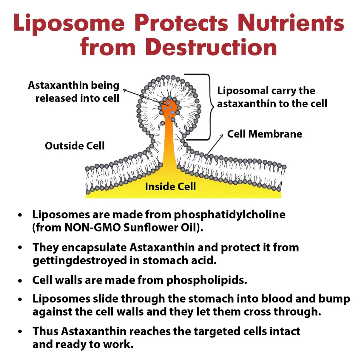 Osasuna Liposomal 24mg Astaxanthin for MAX Absorption | Antioxidant for Immunity, Skin & Eyes - 180 Softgels - view 6