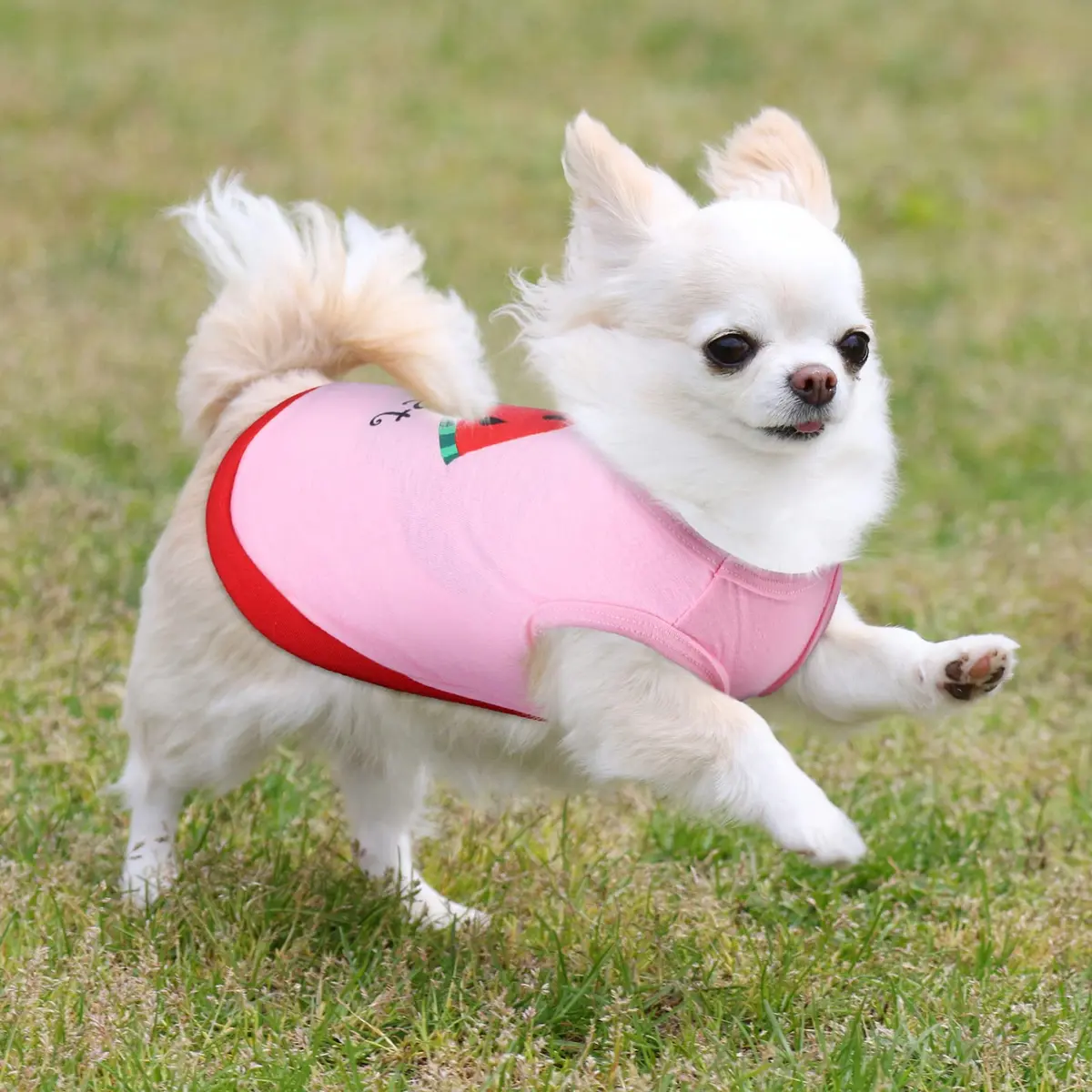 Reginary Dog Shirts Small | Cute Pattern, Size S, 8 Pack, Breathable Cotton - view 4