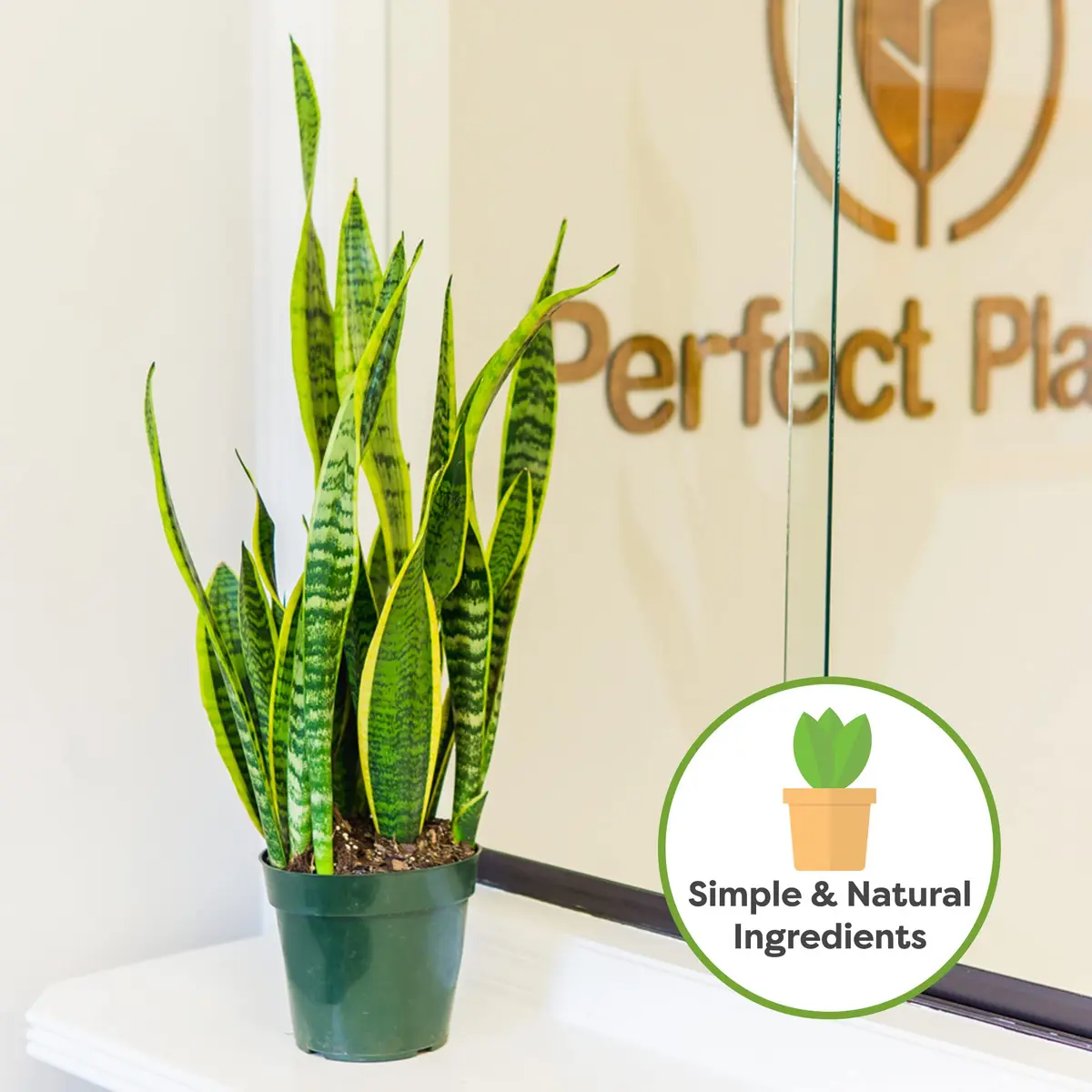 Perfect Plants Snake Plant Soil, 8 qt | Fast Drainage & All-Natural Materials - view 7