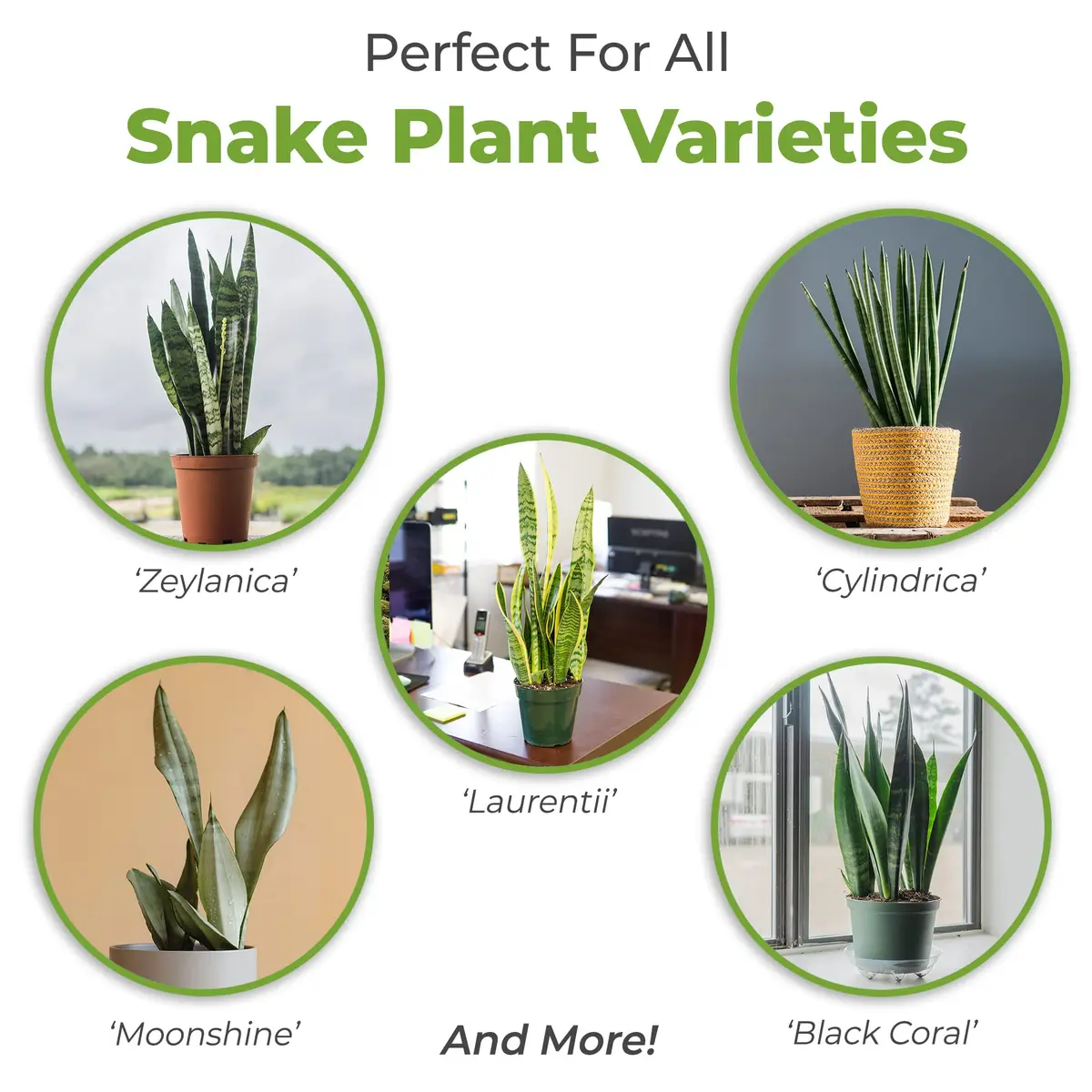 Perfect Plants Snake Plant Soil, 8 qt | Fast Drainage & All-Natural Materials - view 3