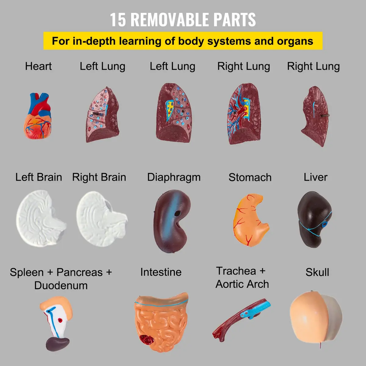 VEVOR Human Torso Anatomy Model, 15 Parts, 11 Inch | Detachable Organs for Education & Research - view 4