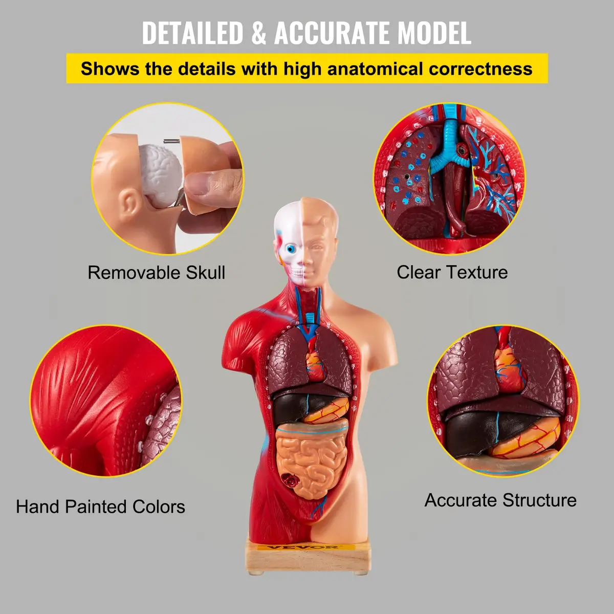 VEVOR Human Torso Anatomy Model, 15 Parts, 11 Inch | Detachable Organs for Education & Research - view 5