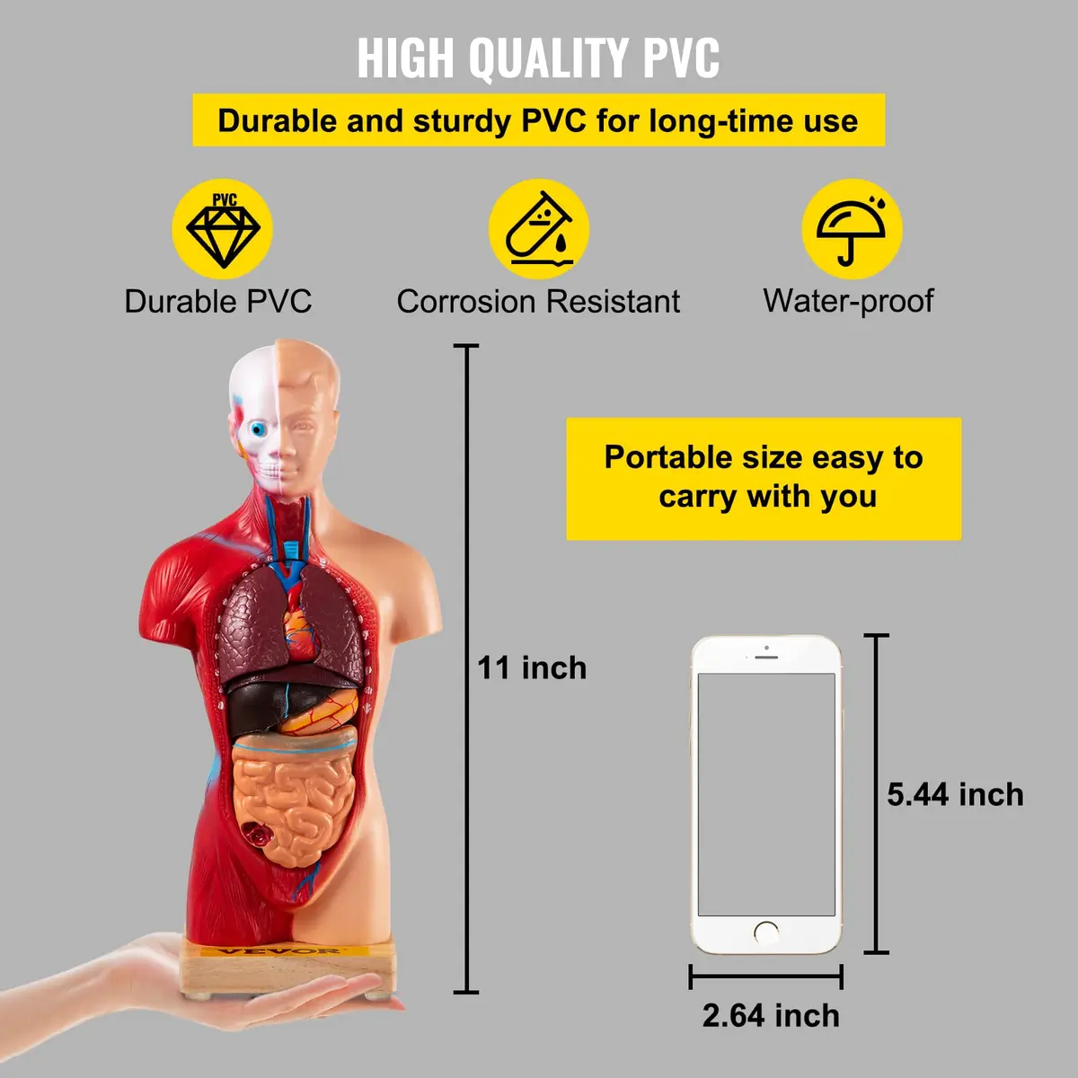 VEVOR Human Torso Anatomy Model, 15 Parts, 11 Inch | Detachable Organs for Education & Research - view 6