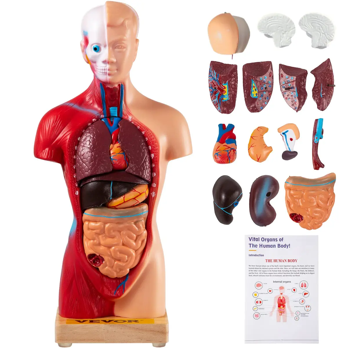 VEVOR Human Torso Anatomy Model, 15 Parts, 11 Inch | Detachable Organs for Education & Research - main product image