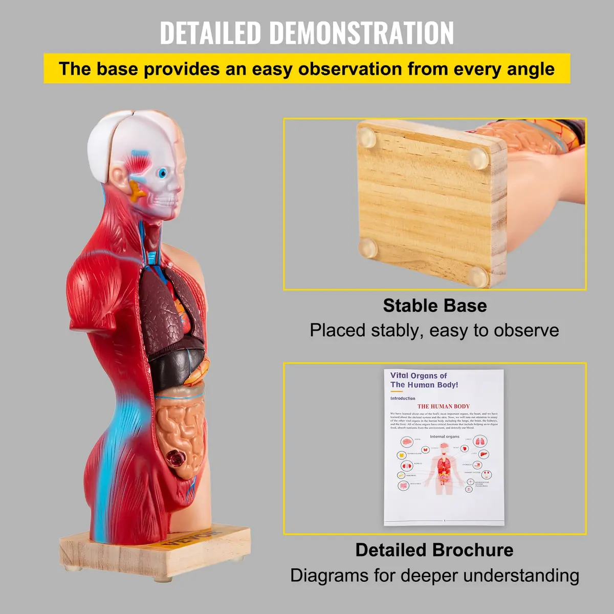 VEVOR Human Torso Anatomy Model, 15 Parts, 11 Inch | Detachable Organs for Education & Research - view 7
