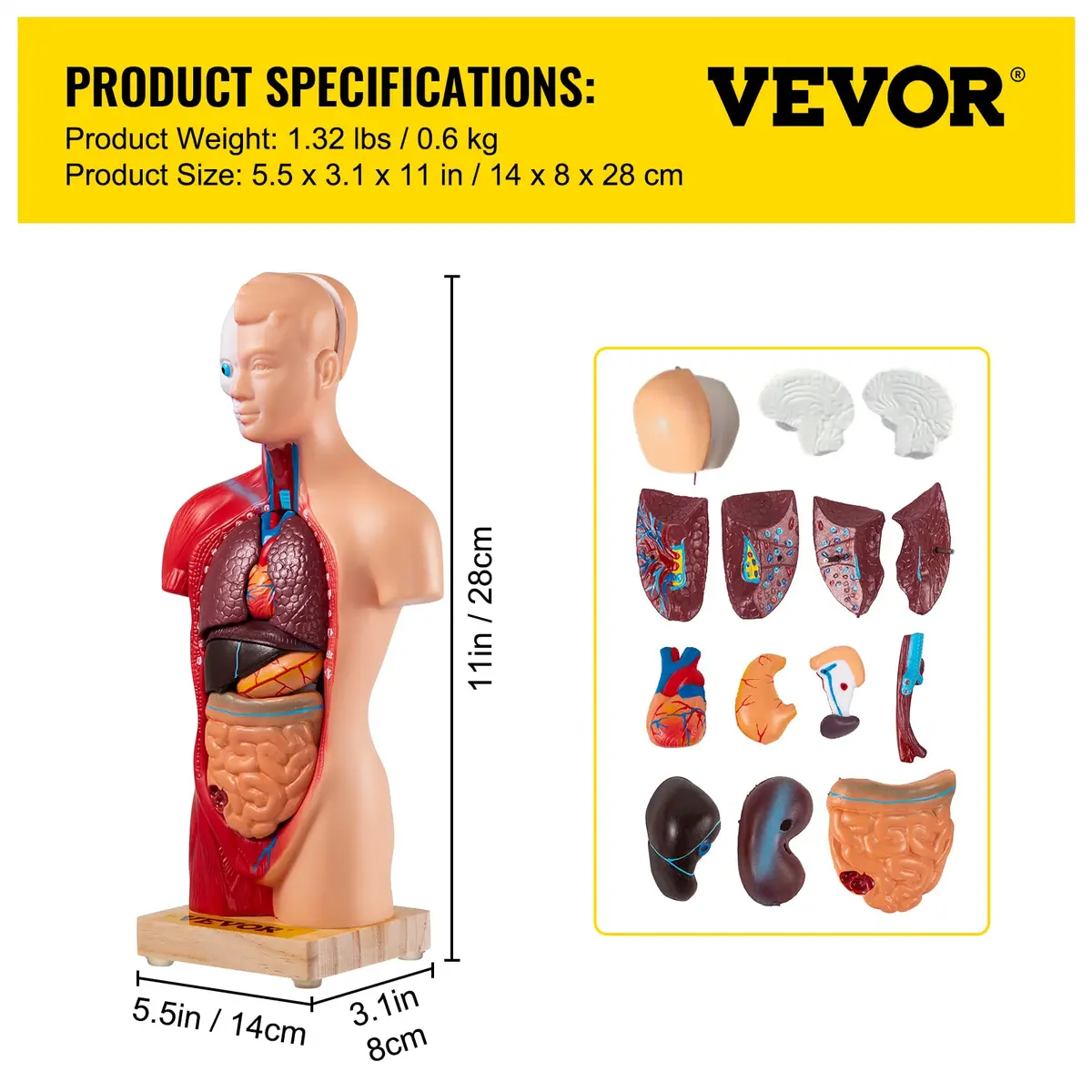 VEVOR Human Torso Anatomy Model, 15 Parts, 11 Inch | Detachable Organs for Education & Research - view 8
