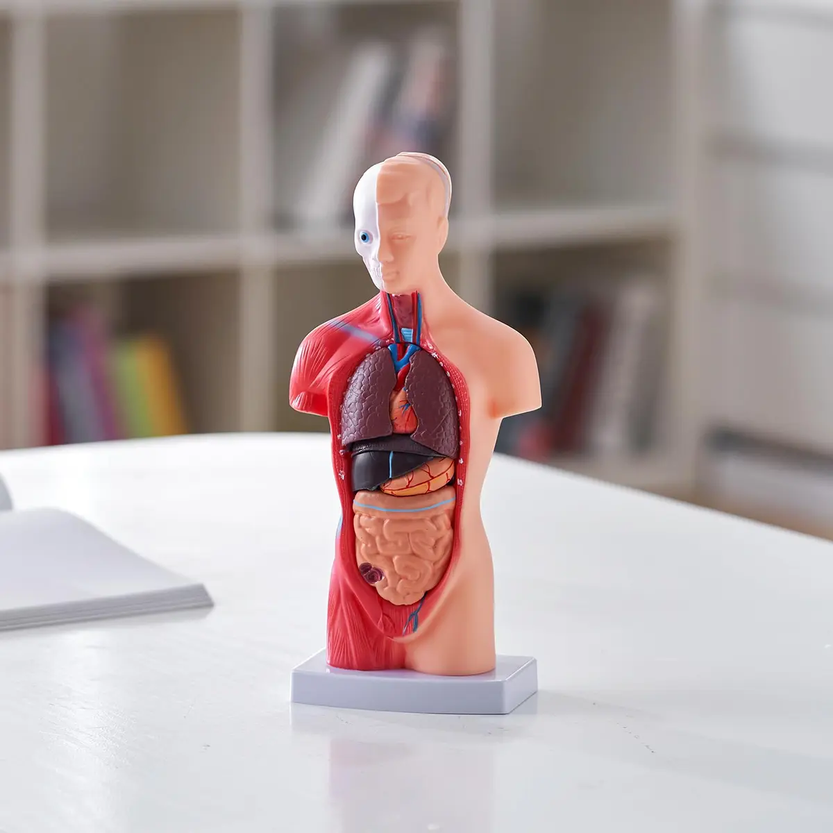 VEVOR Human Torso Anatomy Model, 15 Parts, 11 Inch | Detachable Organs for Education & Research - view 2
