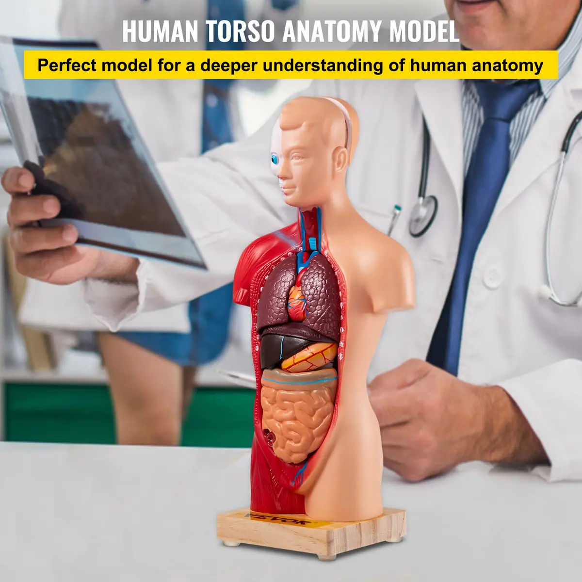 VEVOR Human Torso Anatomy Model, 15 Parts, 11 Inch | Detachable Organs for Education & Research - view 3