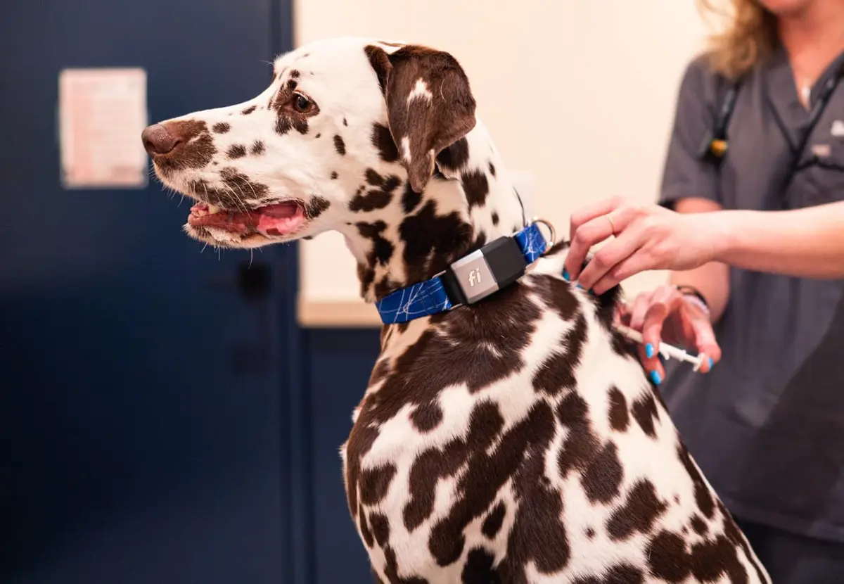 Fi Nano Dog Microchip Universally Scannable | Free Registration & ICAR Registered (70-120 chars) - view 4