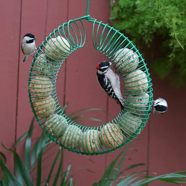 Pacific Bird & Supply Co. Smorgasbug Suet Balls, 12 pk | No Melt, High Protein Bird Food - view 3