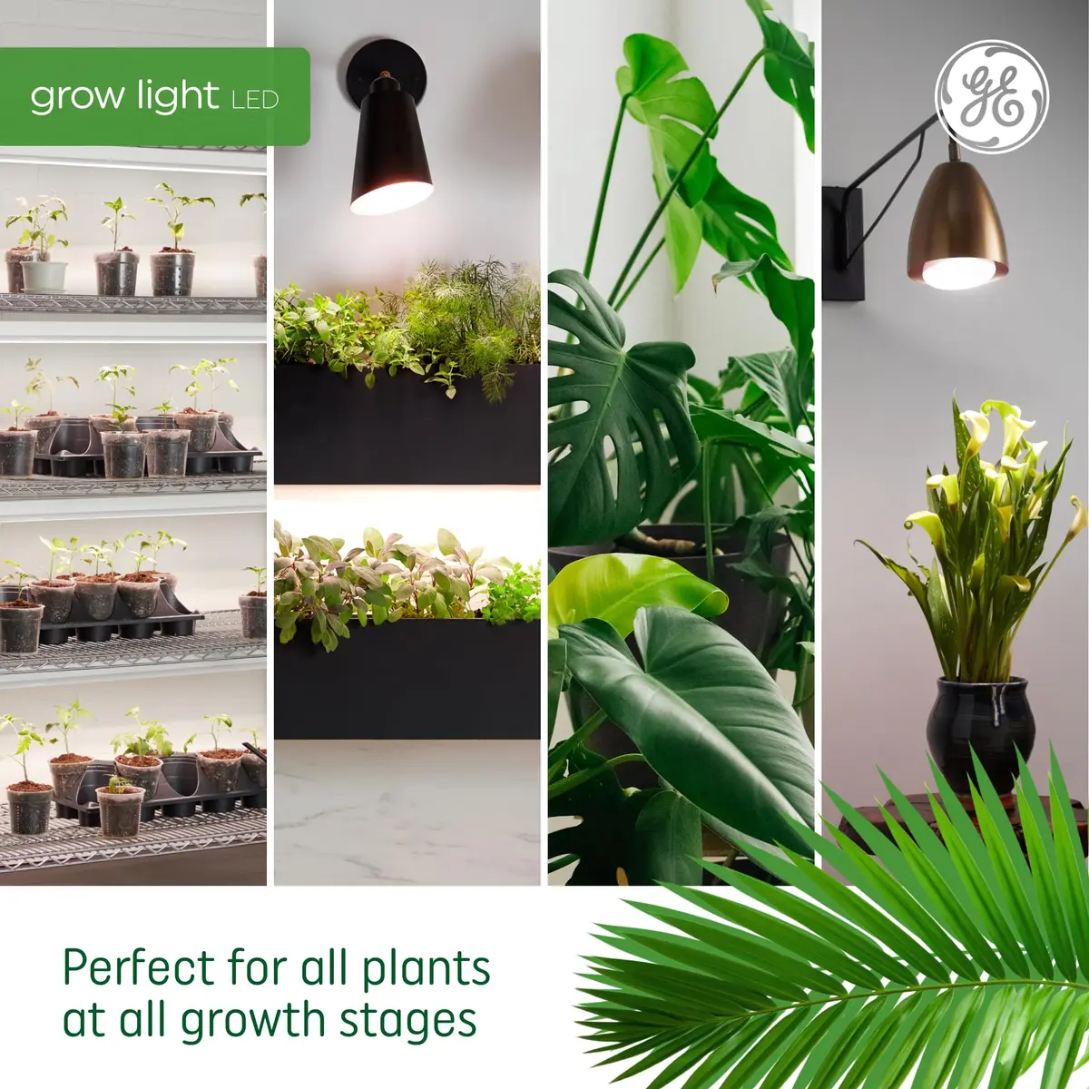 GE Grow LED Light Bulb for Plants Seeds and Greens | Balanced Spectrum, A19 (2 Pack) | Indoor Plant Growth - view 5
