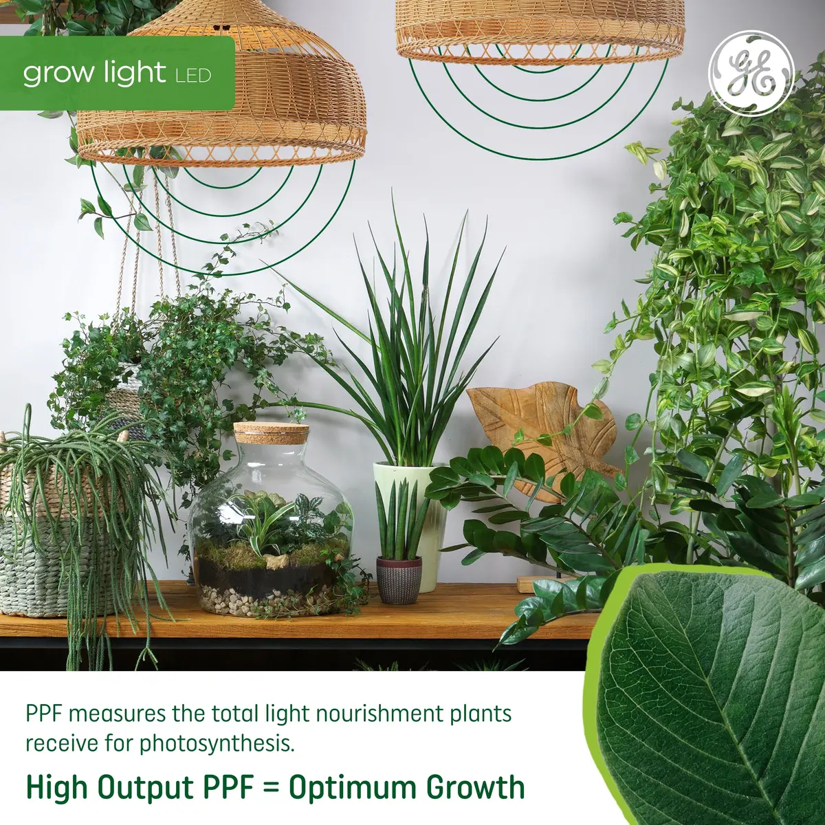 GE Grow LED Light Bulb for Plants Seeds and Greens | Balanced Spectrum, A19 (2 Pack) | Indoor Plant Growth - view 2