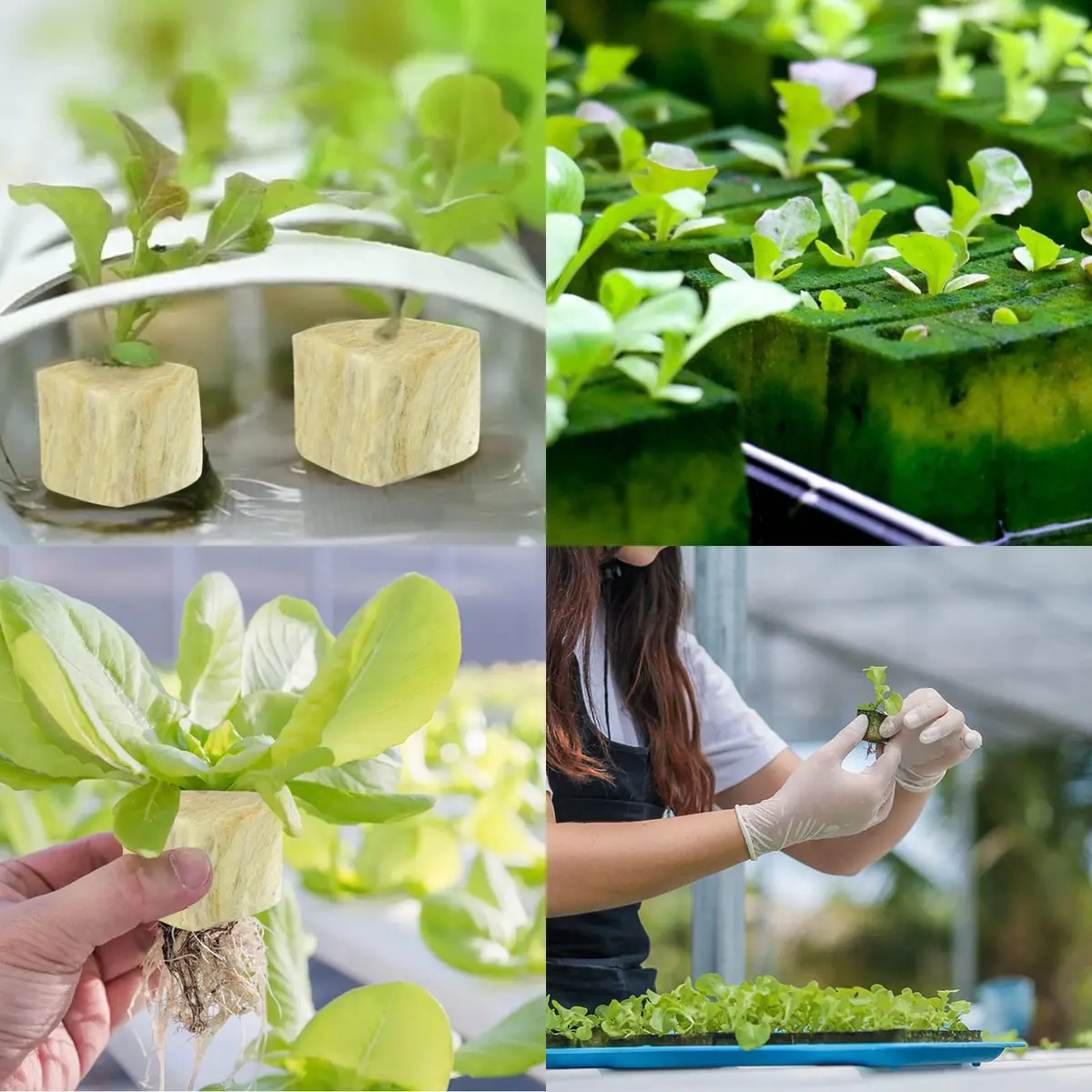 Legigo 1.2 Inch Rockwool Cubes Seed Starter Plugs 144 Count | Hydroponics & Soilless Gardening - view 7