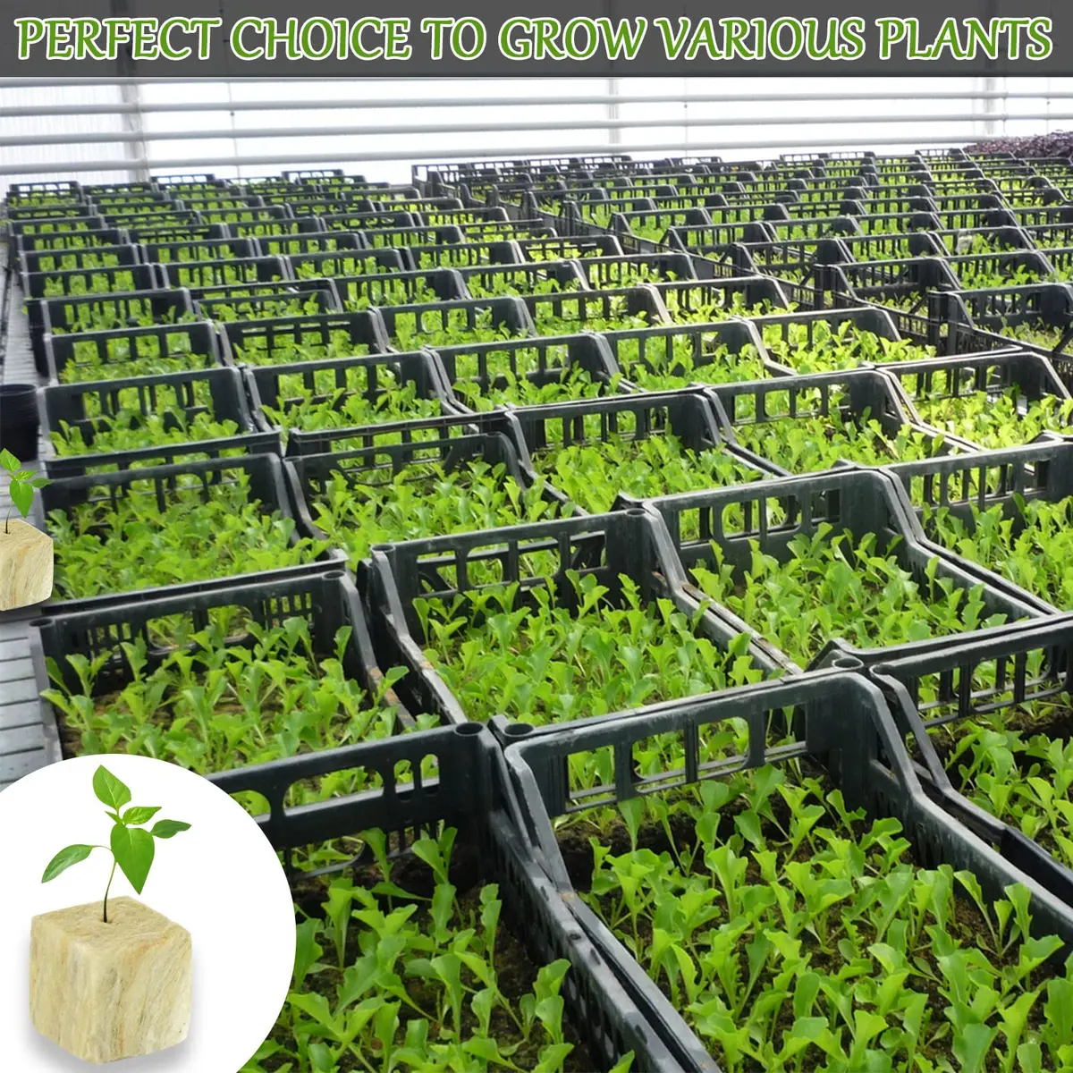 Legigo 1.2 Inch Rockwool Cubes Seed Starter Plugs 144 Count | Hydroponics & Soilless Gardening - view 8