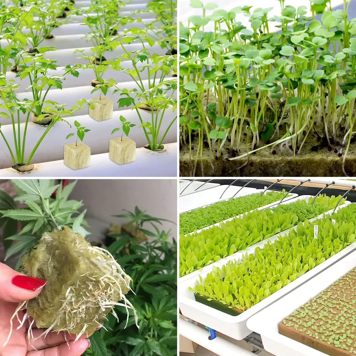 Legigo 1.2 Inch Rockwool Cubes Seed Starter Plugs 144 Count | Hydroponics & Soilless Gardening - view 9