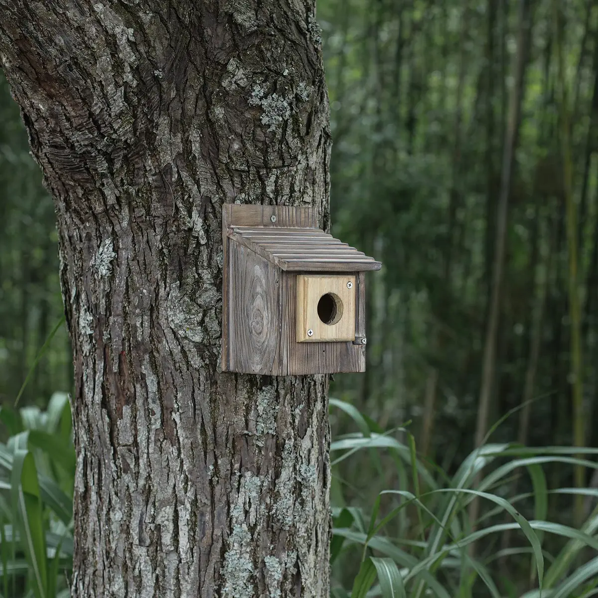Cloud Fragrant Birdhouse Predator Guard 3.5" x 3.5" | Durable Wooden Hole Protector for Eastern Bluebird (70-120 chars) - view 6