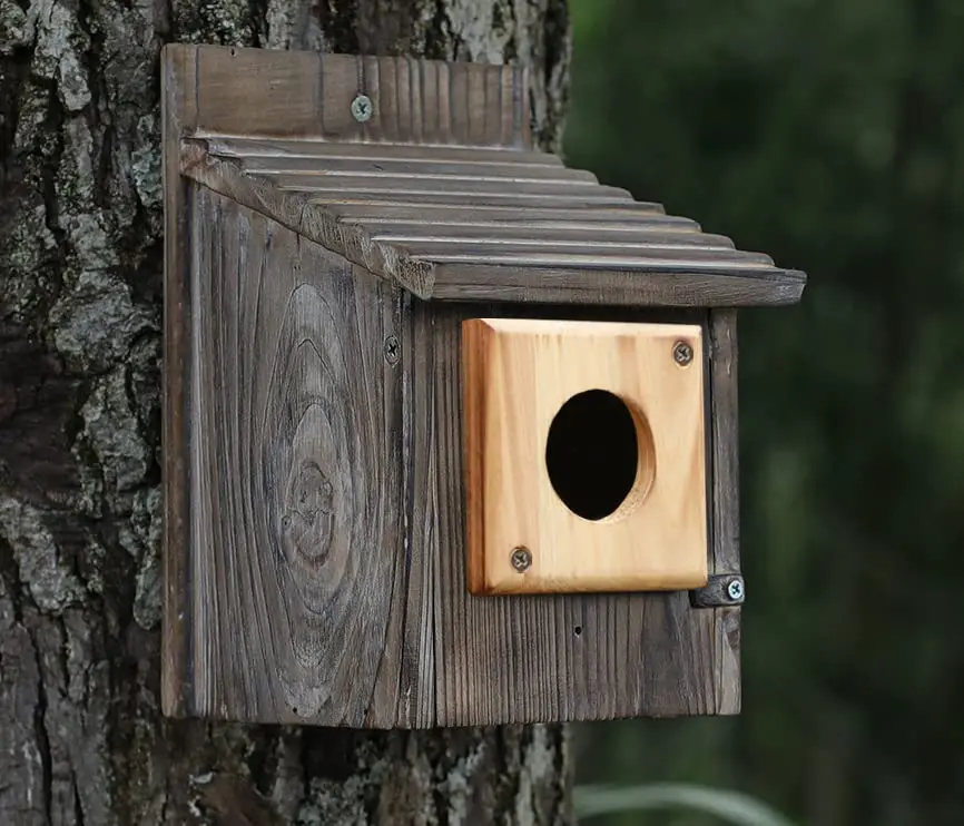 Cloud Fragrant Birdhouse Predator Guard 3.5" x 3.5" | Durable Wooden Hole Protector for Eastern Bluebird (70-120 chars) - view 3