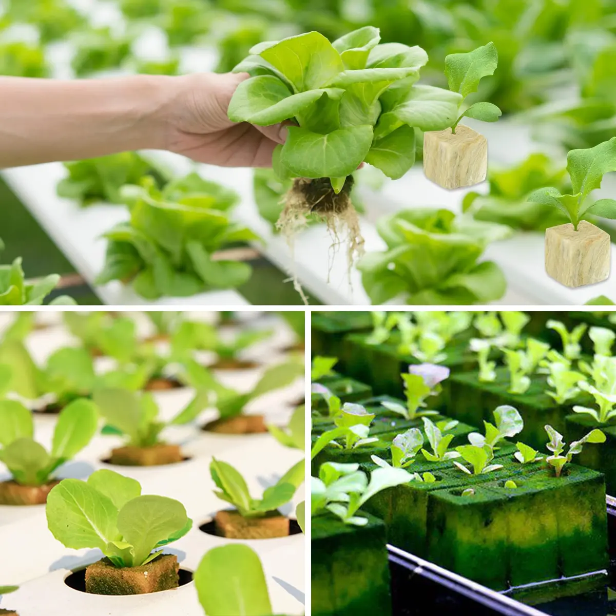Legigo 200 Rockwool Cubes Seed Starter Plugs 1 Inch | Hydroponics & Soilless Cultivation - view 7