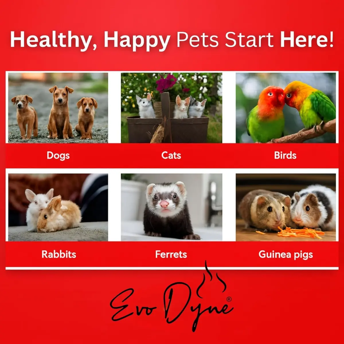 Evo Dyne Styptic Powder 2-Pack 2 oz (56g) for Dogs, Cats & Birds | Fast Bleeding Stop for Pet Nail Trims - view 4