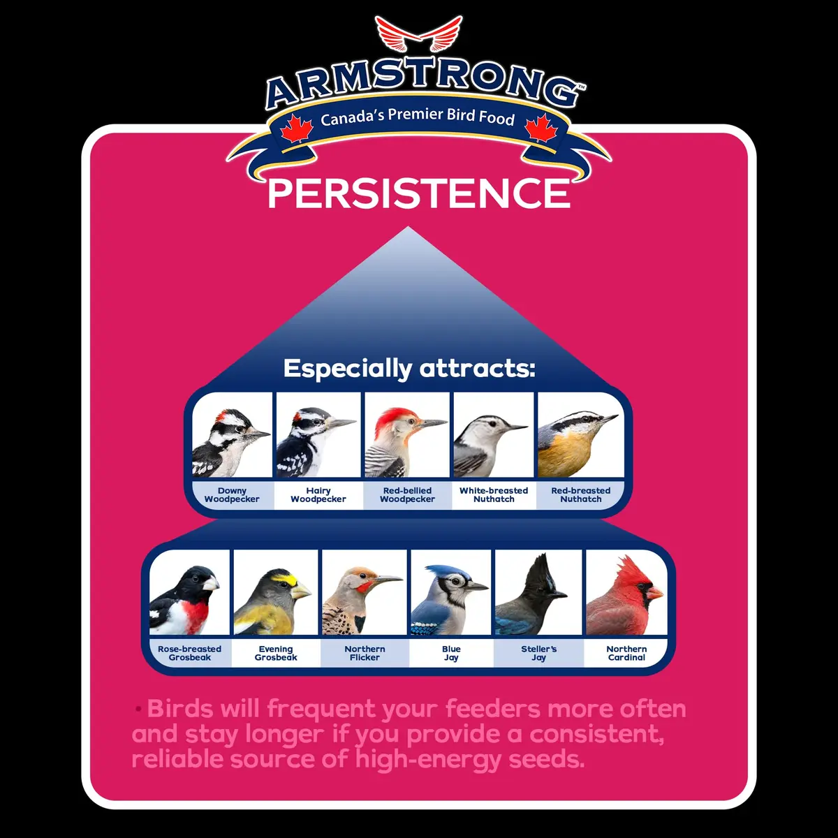 Armstrong Bird Food Royal Jubilee Persistence Blend, 4 Pounds | Premium Bird Seed for Nut & Fruit Lovers - view 3