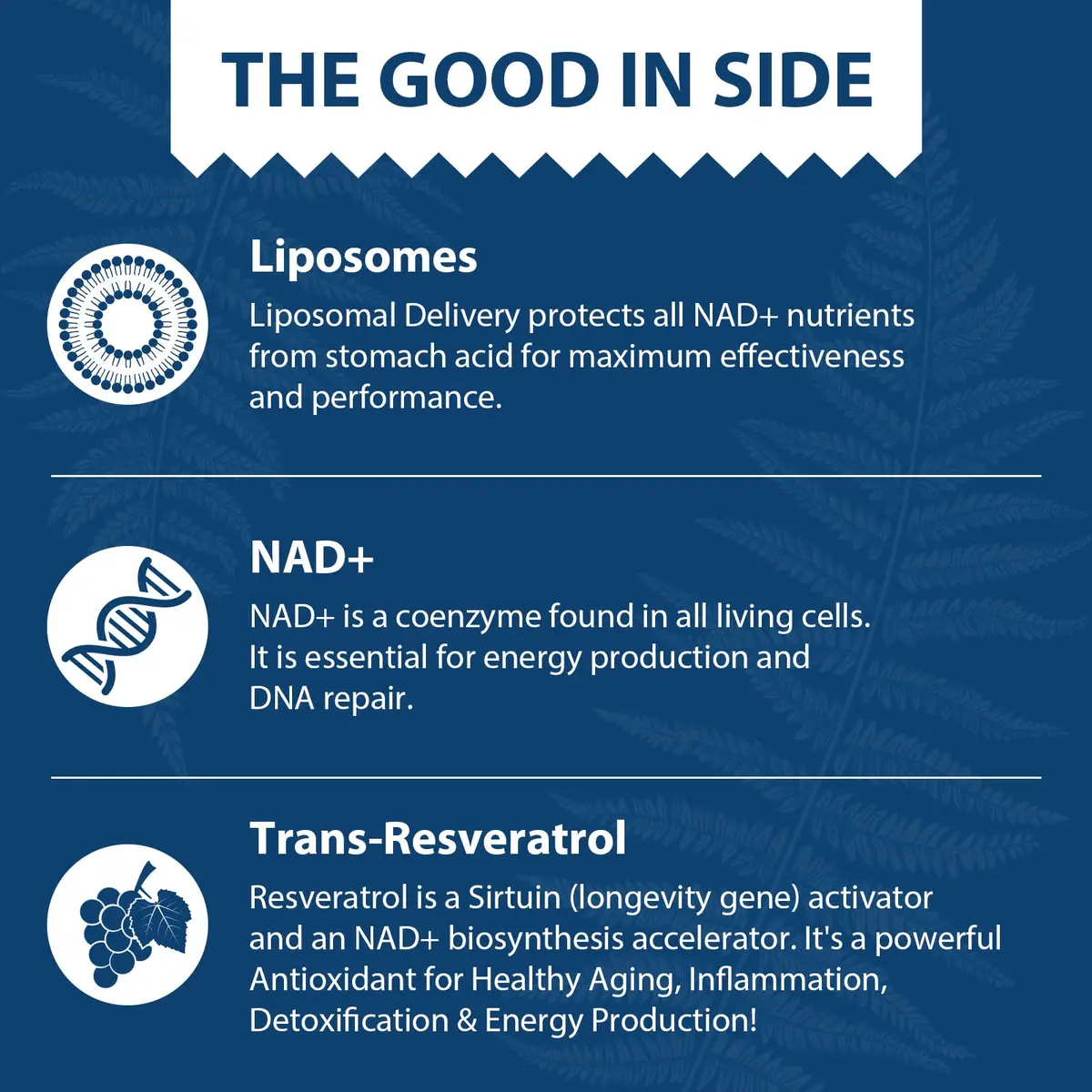 Lepoznan Liposomal NAD+ 500 mg + Trans-Resveratrol 300 mg | Superior Absorption Cellular Support - view 4