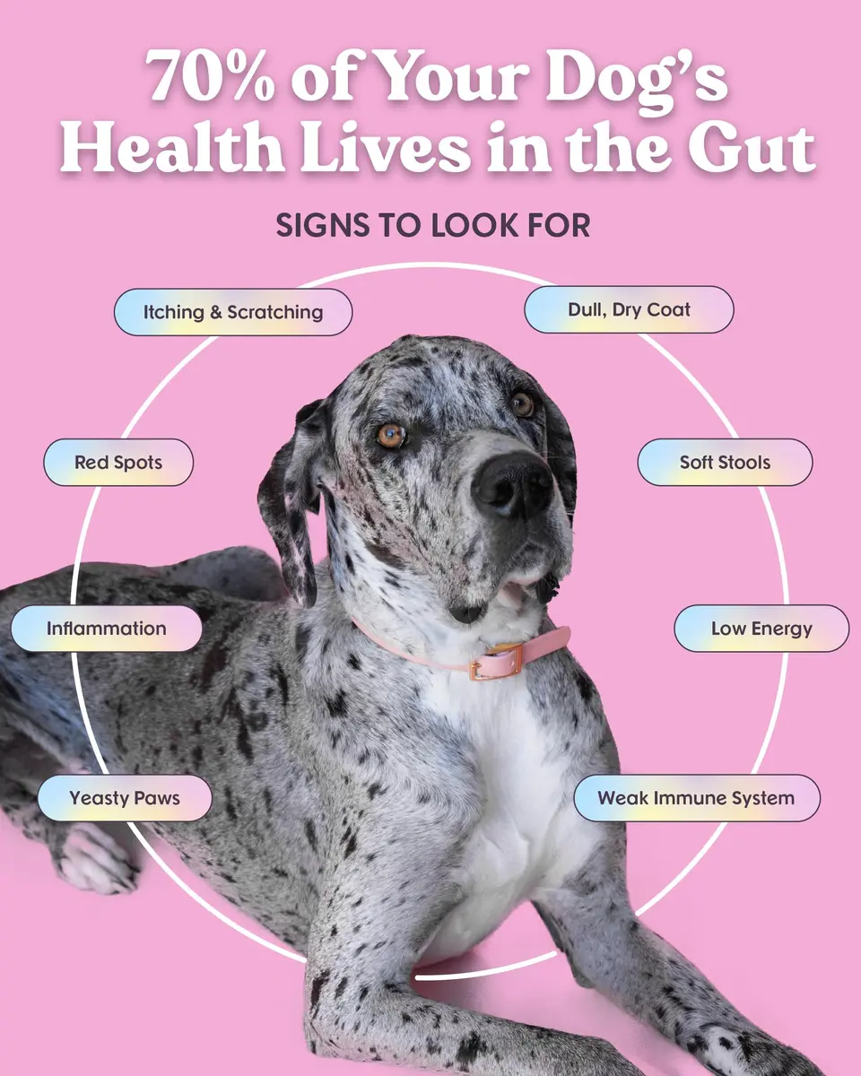 Bundle x Joy Lamb Probiotic Dry Dog Food 18lb | Grain-Free, Natural, Supports Digestion - view 3