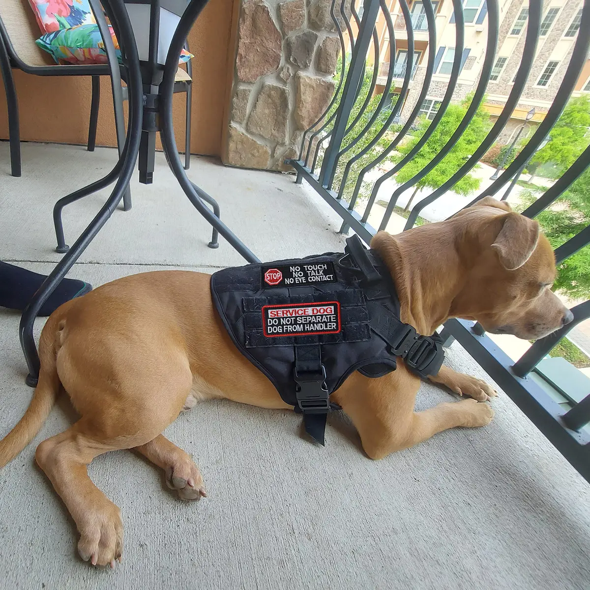 J.CARP Service Dog K9 Badge Patch 10 pcs | No Touch Embroidered Patches for Harness - view 5