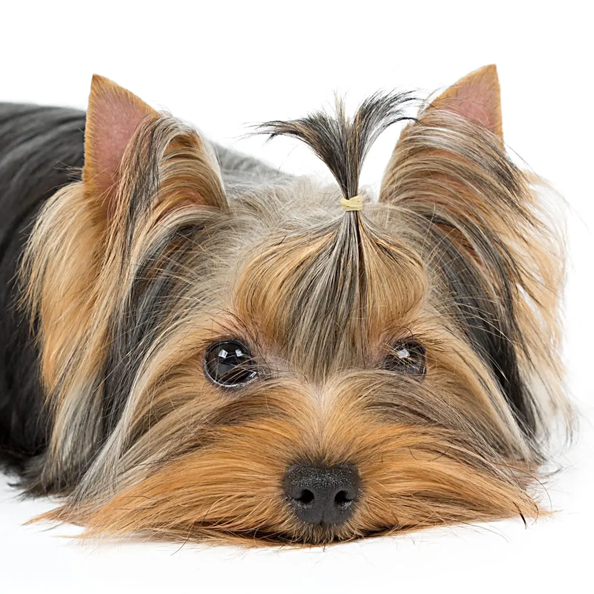 PET SHOW 3000pcs (300g) Black Rubber Bands for Pet Hair Grooming | Strong Hold, 10mm Diameter - view 6