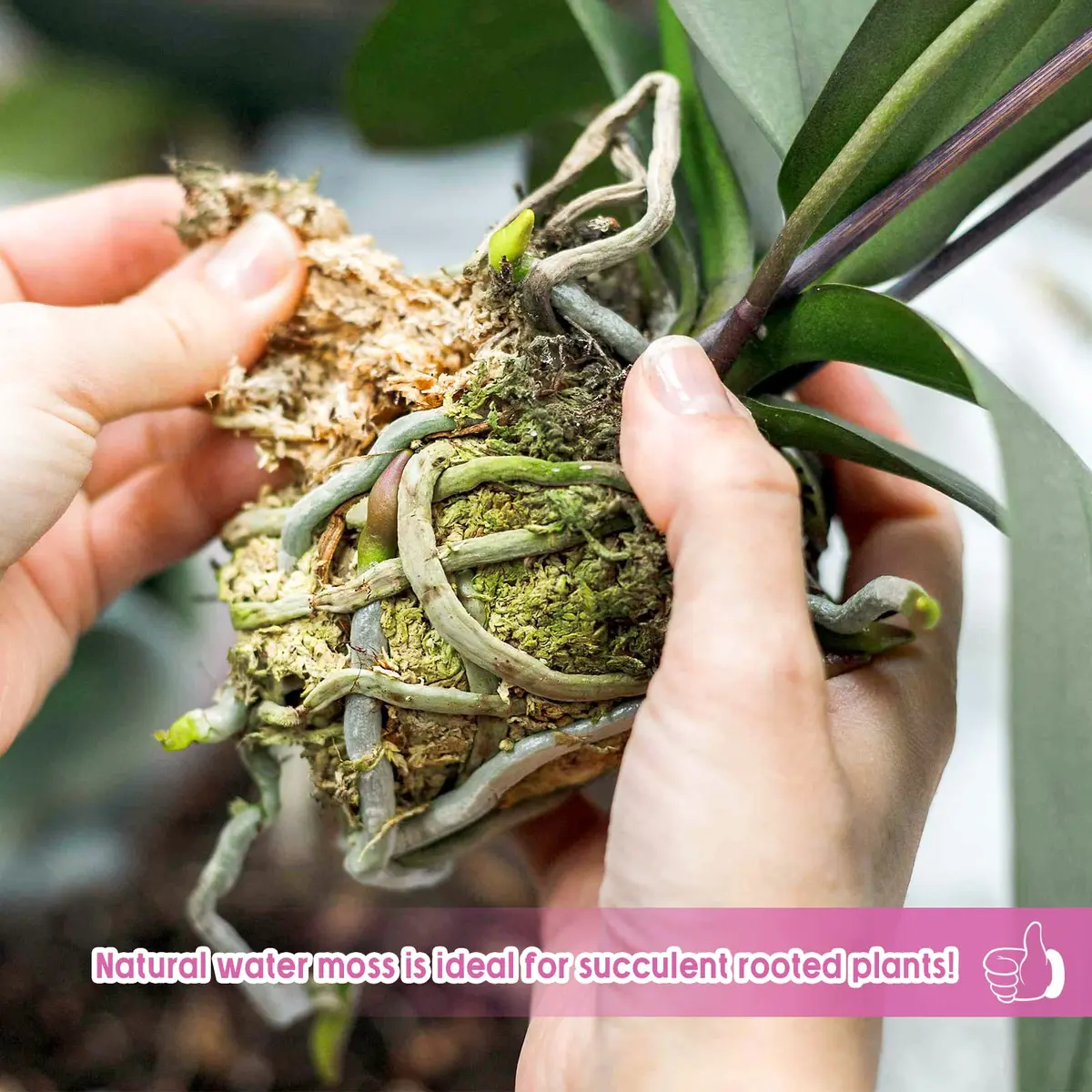 Legigo 14oz Sphagnum Moss for Plants | Natural Long Fibers Orchid Moss, 16QT - view 6