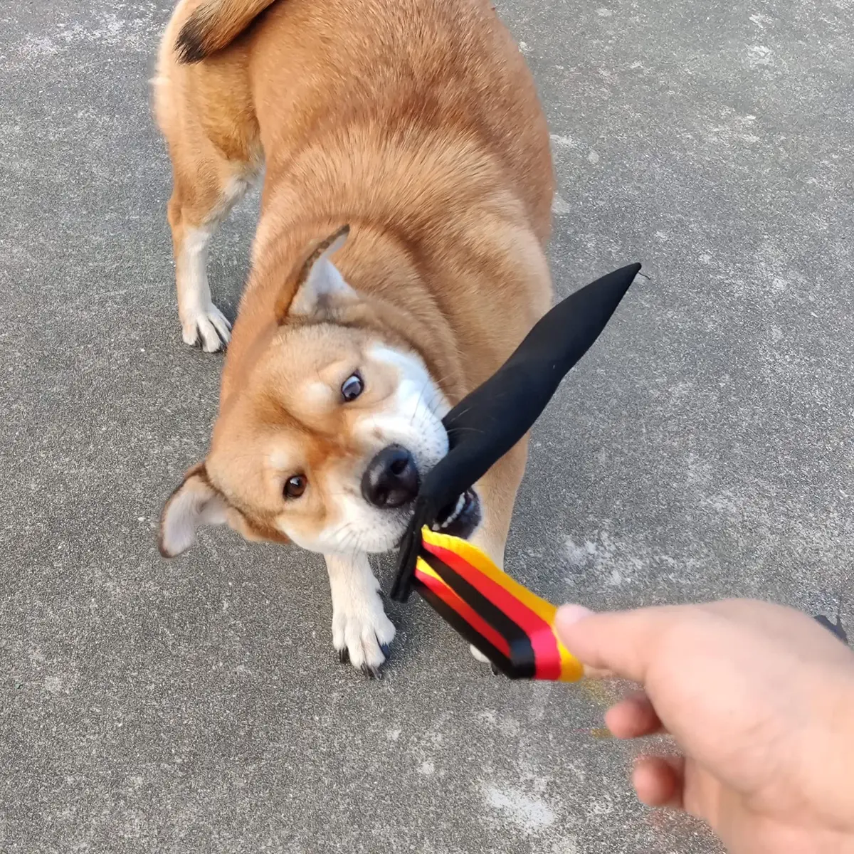 Dewonch No Stuffs Squeaky Leather Bite Tug Toy for Dog Training | Build Prey Drive & Grip (70-120 chars) - view 6