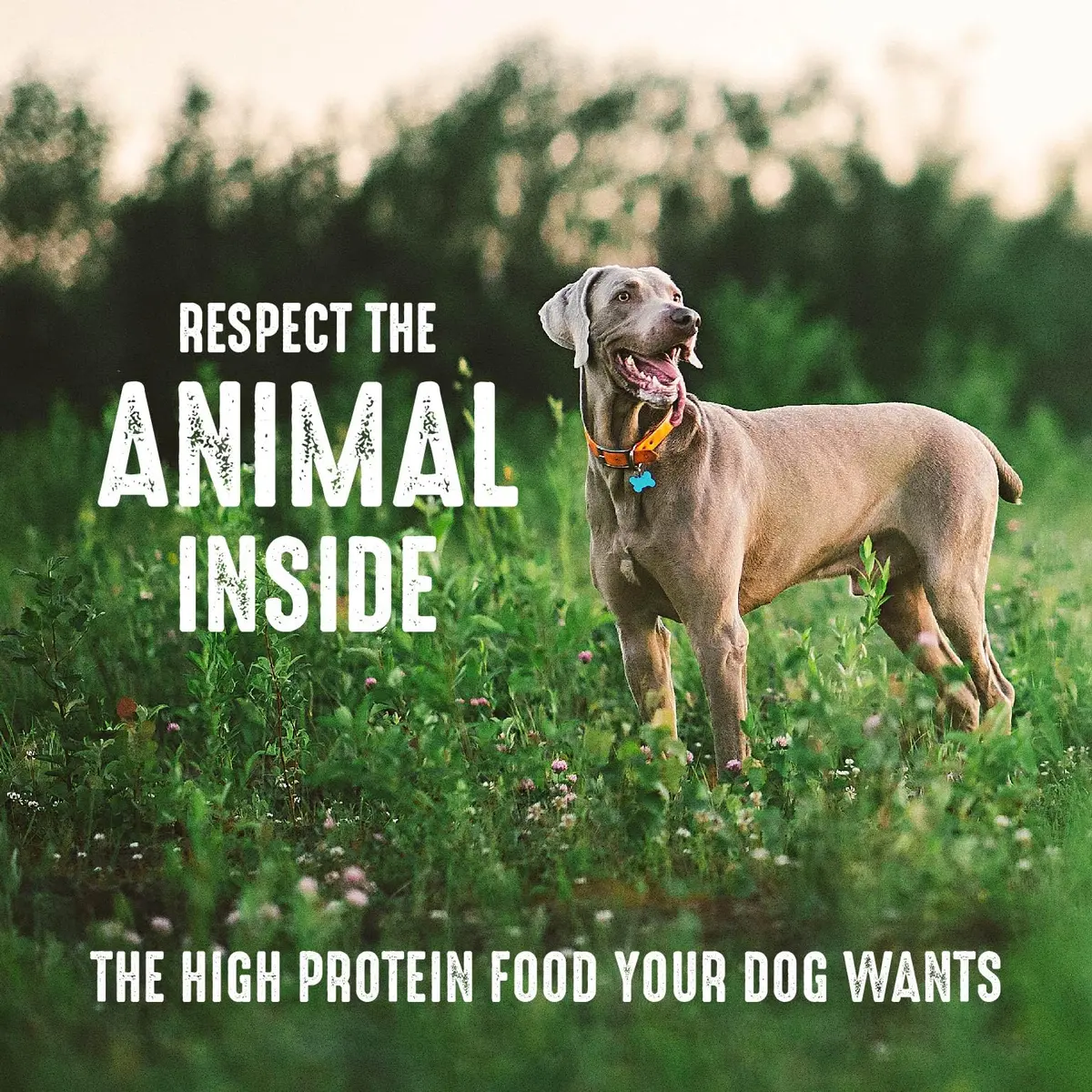 CRAVE Grain Free High Protein Adult Dry Dog Food, White Fish & Salmon, 13.6kg (30 lb) | Protein-Rich, Grain-Free Nutrition - view 6