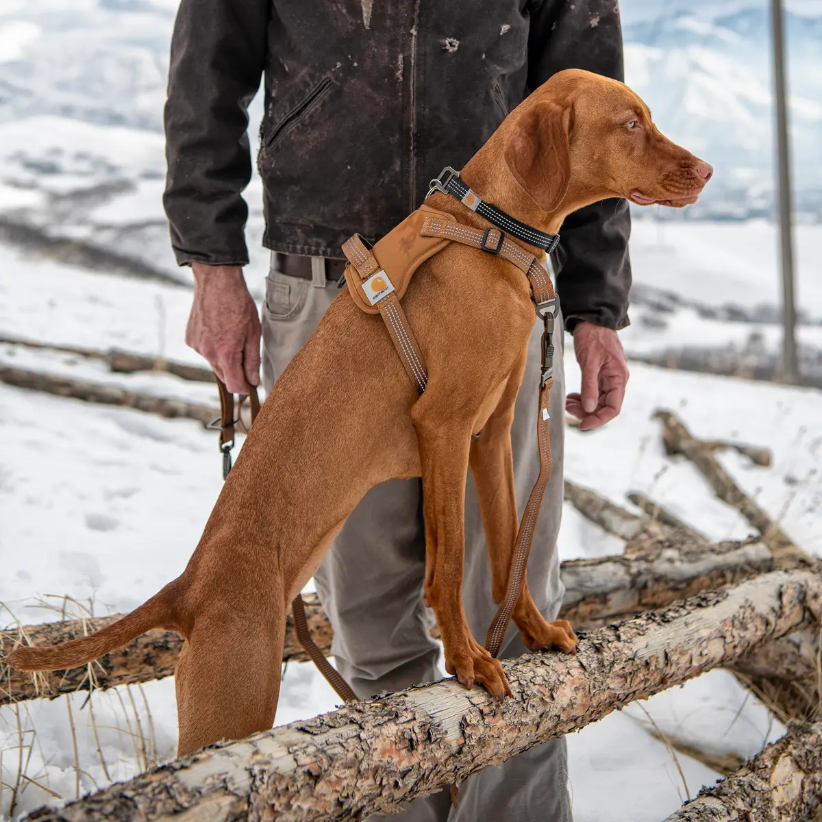 Carhartt Nylon Duck No Pull Dog Harness for Large Dogs, 33"-46" Chest Girth | Water Repellent & Reflective - view 5