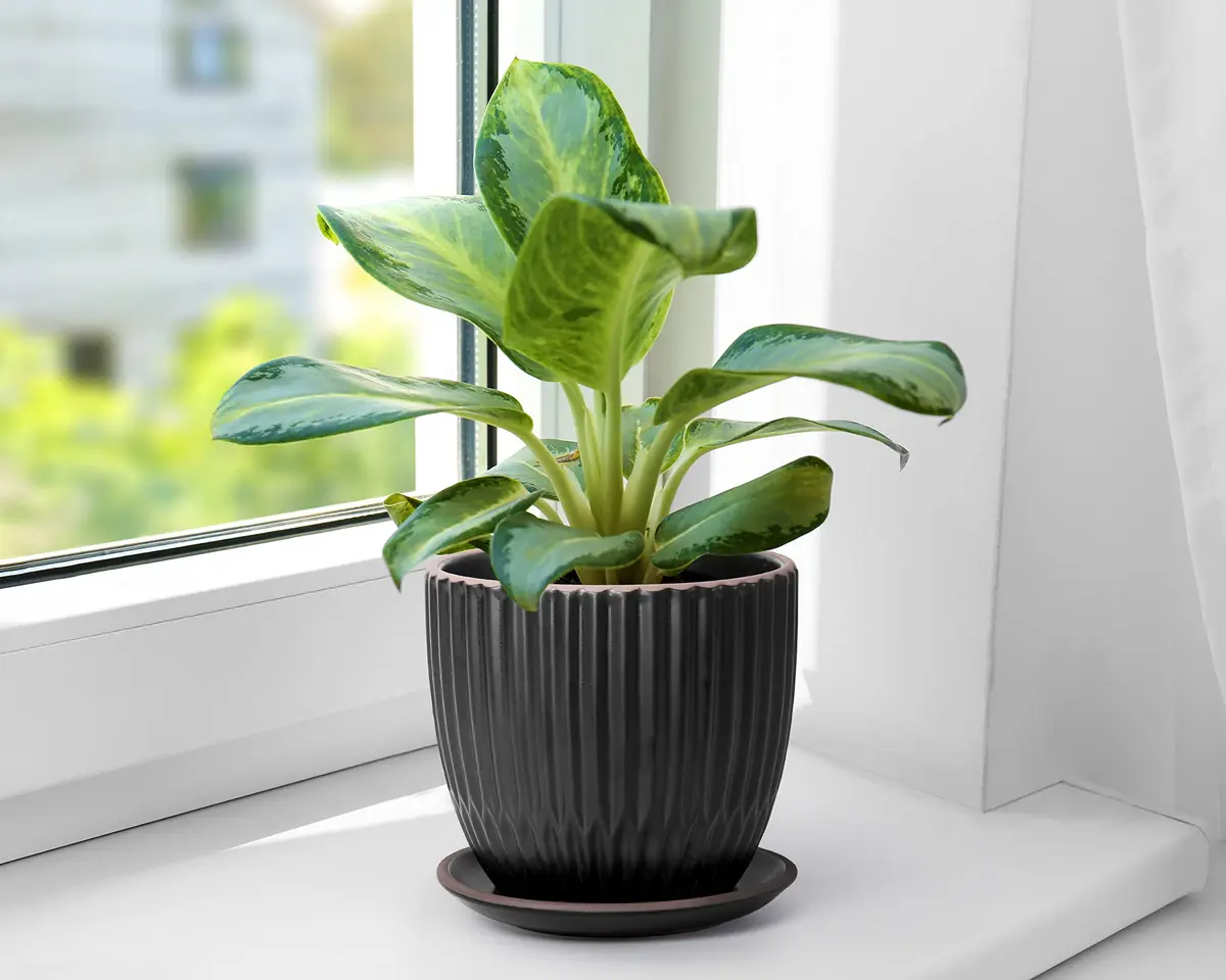 D'vine Dev 2-Pack Stoneware Planter Pots, 4.5/5.8 in, Black | Modern Ceramic Planters for Indoor & Outdoor Use - view 6