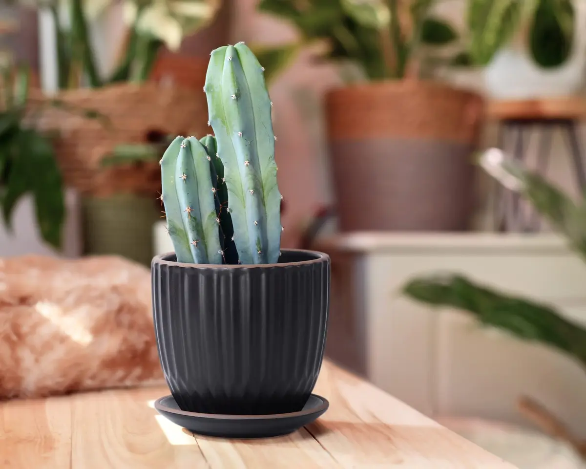 D'vine Dev 2-Pack Stoneware Planter Pots, 4.5/5.8 in, Black | Modern Ceramic Planters for Indoor & Outdoor Use - view 7